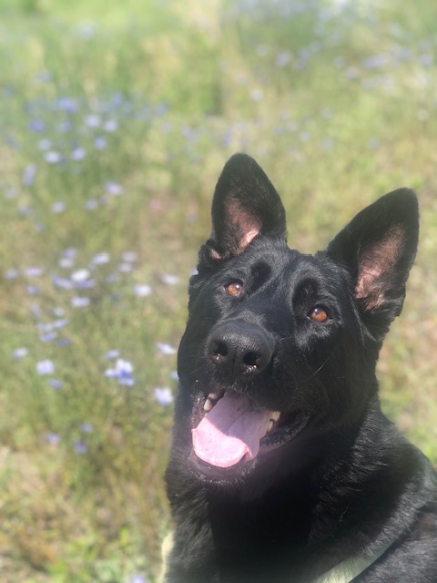 Help Lulu Fight Ehrlichia: Support Her Recovery campaign photo, 6 of 7