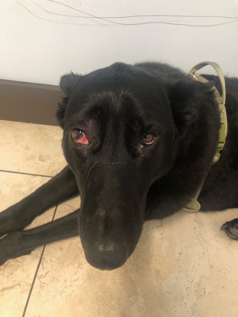 Help Lulu Fight Ehrlichia: Support Her Recovery campaign photo, 2 of 7