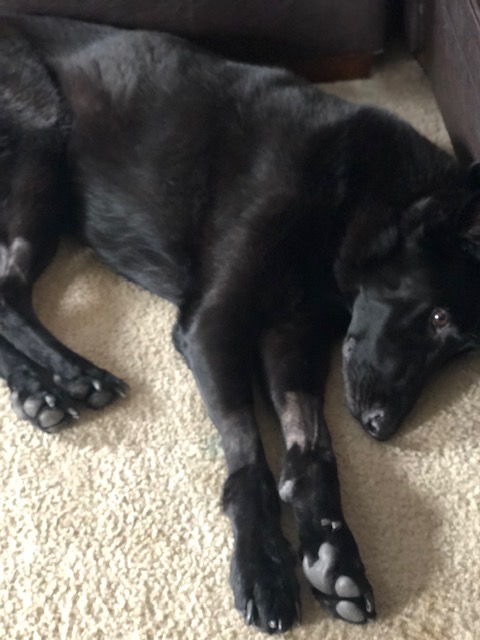 Help Lulu Fight Ehrlichia: Support Her Recovery campaign photo, 4 of 7