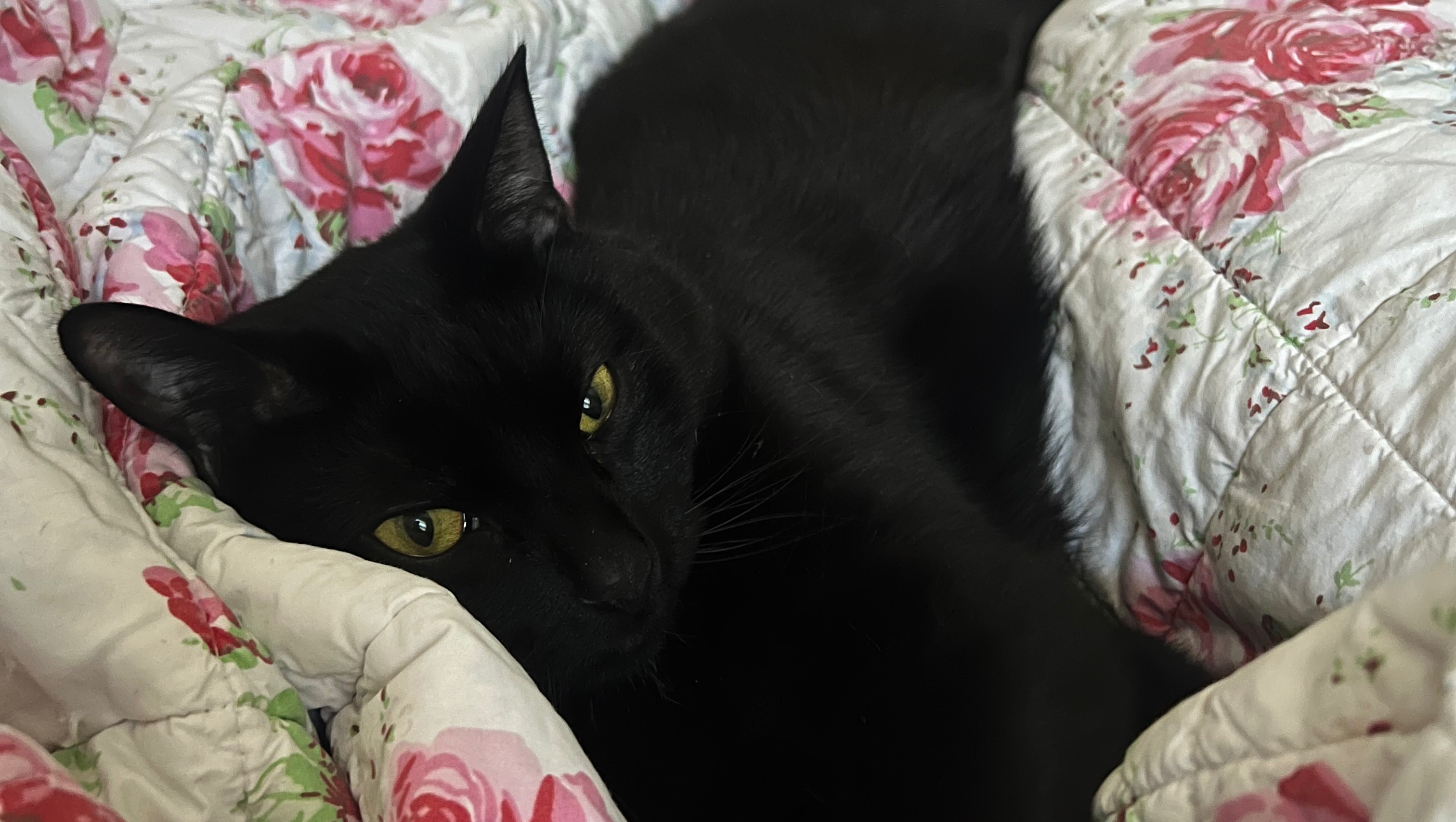 Fundraiser by Mia Larame : Help Toothless Rest in Peace
