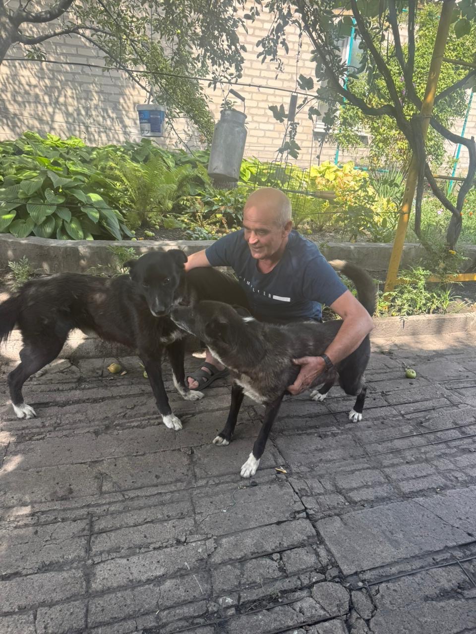 Help my parents evacuate animals 3 dogs 3 cats campaign photo, 7 of 8