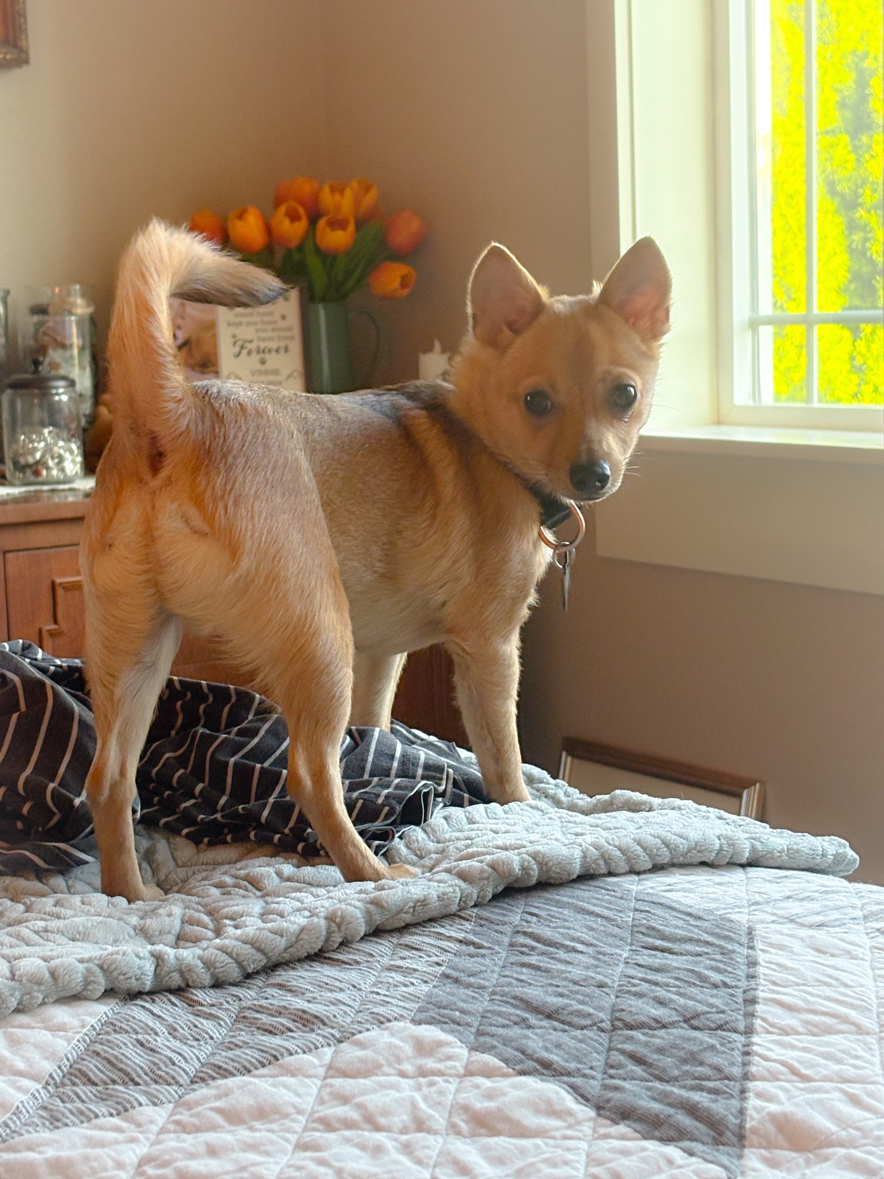 Please Help w Teddy's Knee Surgery campaign photo, 4 of 4