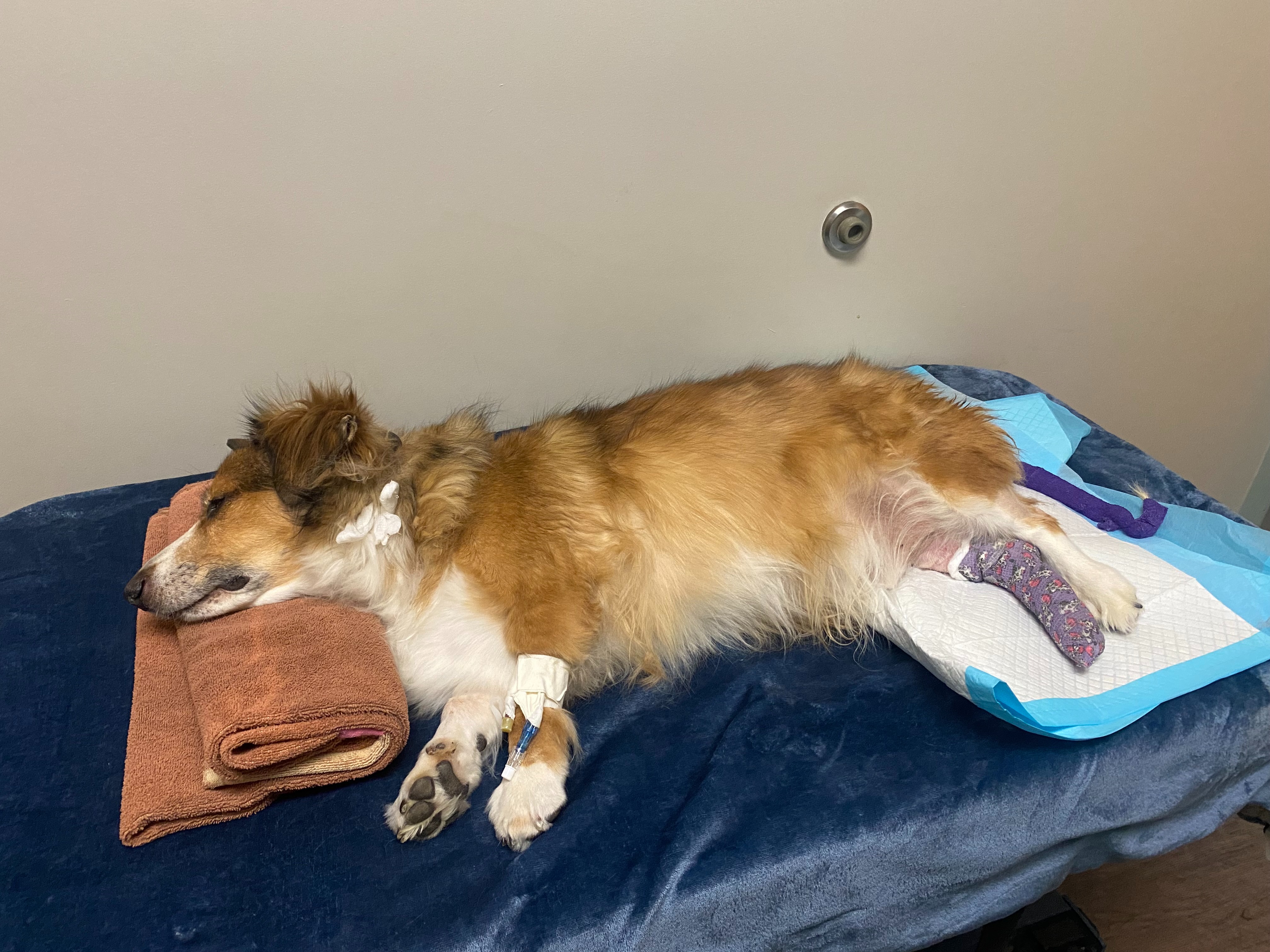 Support Jax's Journey to Seizure-Free Life campaign photo, 4 of 7