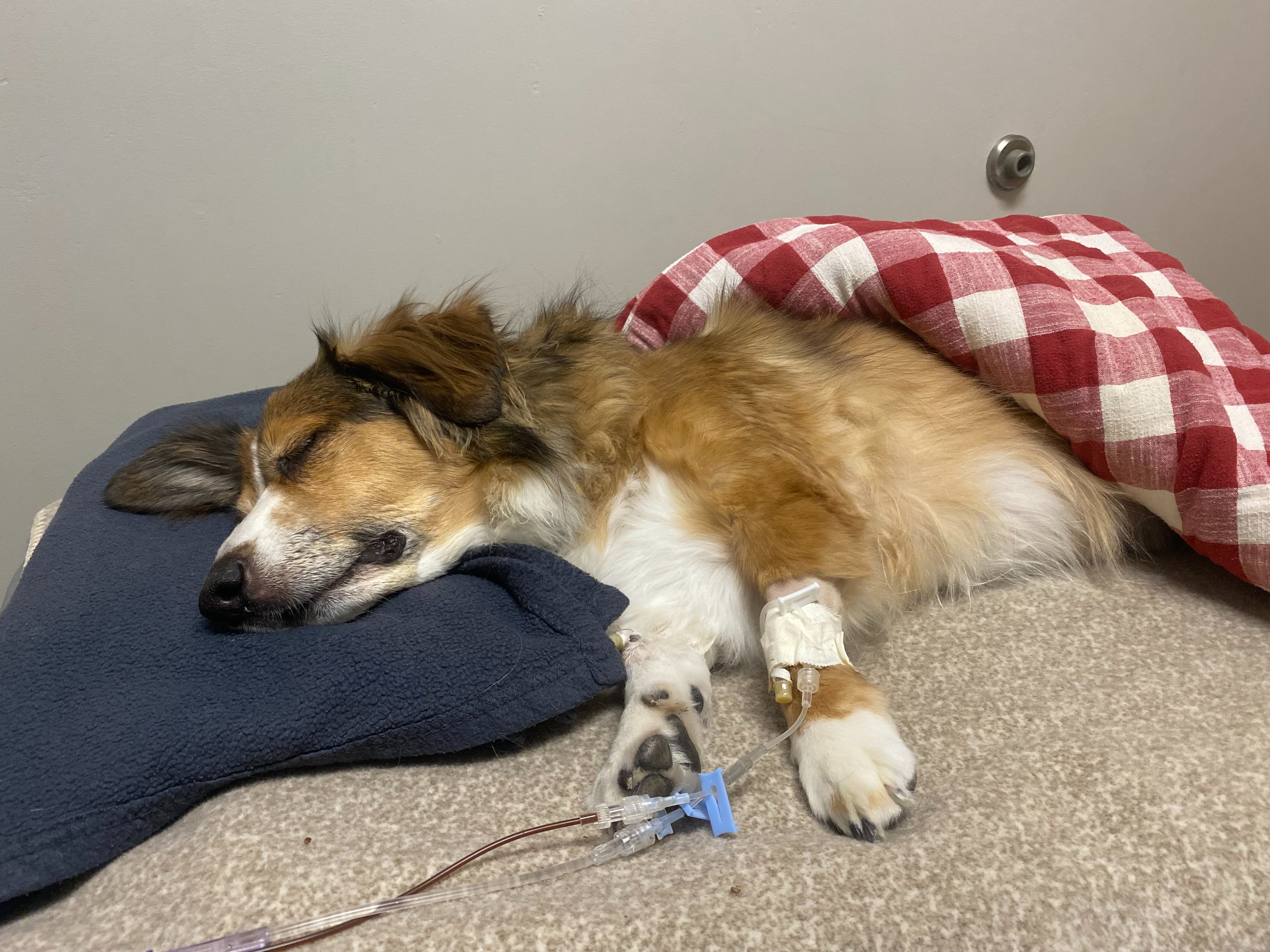 Support Jax's Journey to Seizure-Free Life campaign photo, 5 of 7