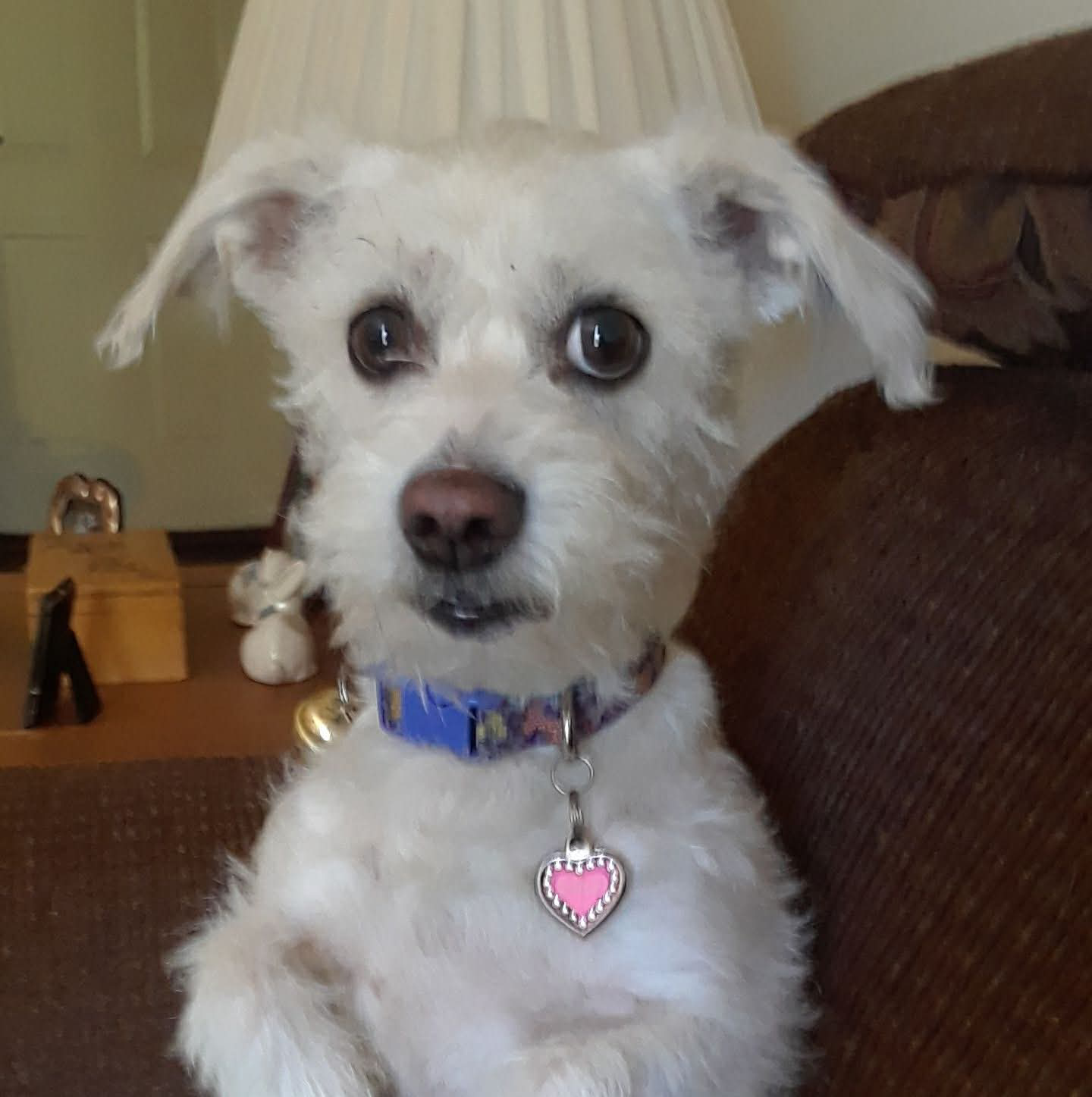Bailey is in urgent need of aid campaign photo, 4 of 6