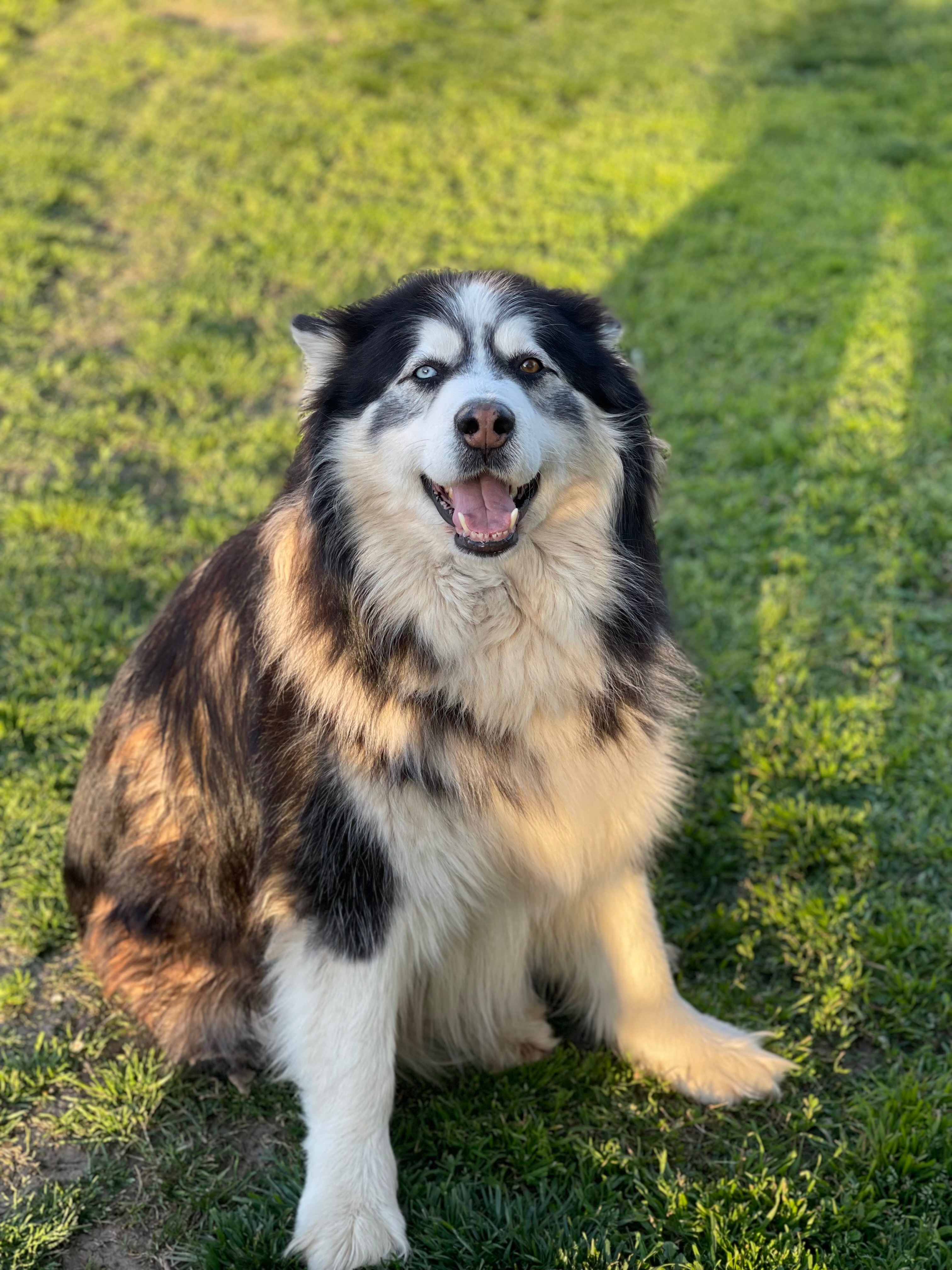 Help Zues Recover from Severe Injuries campaign photo, 2 of 8