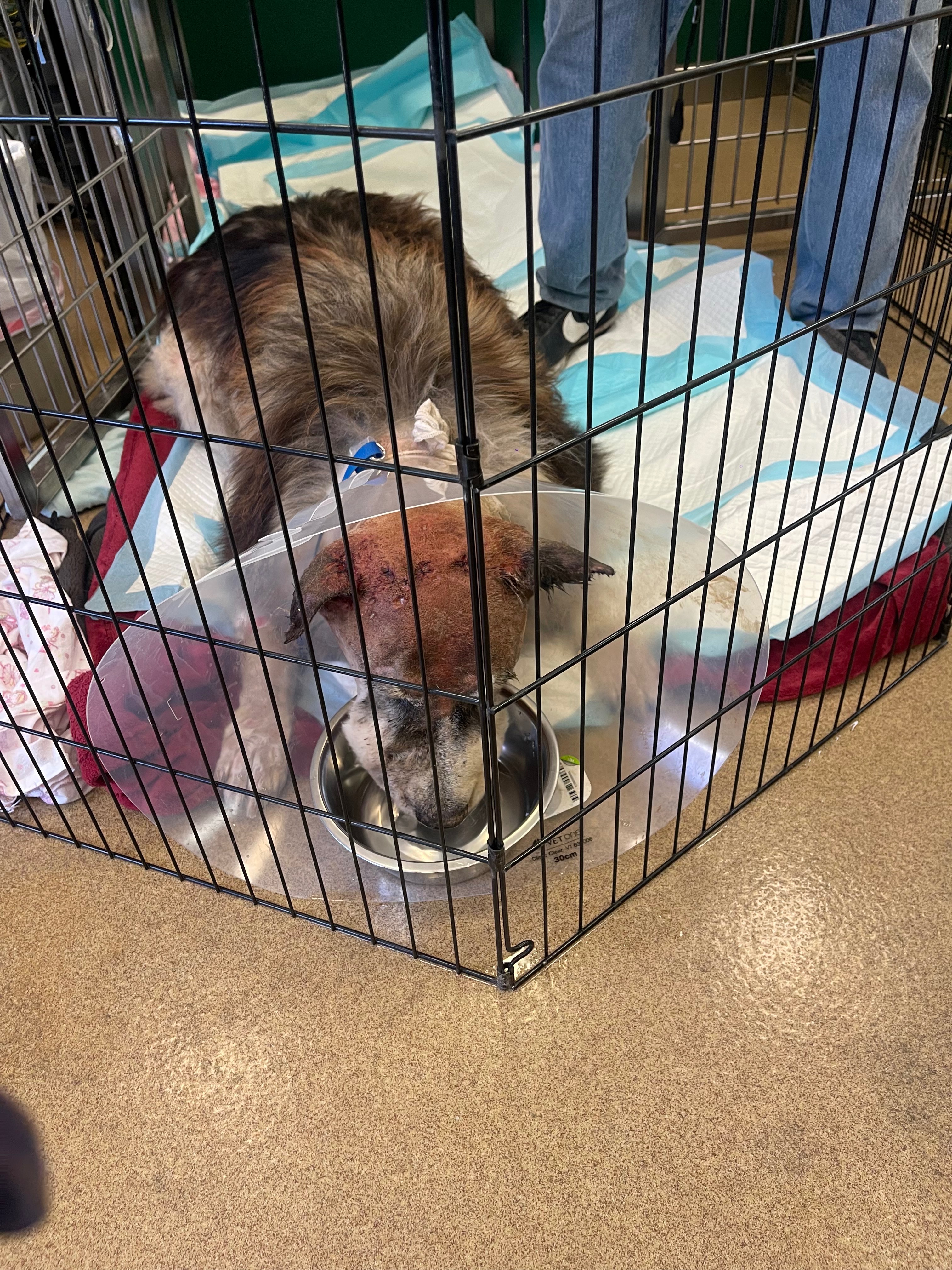 Help Zues Recover from Severe Injuries campaign photo, 4 of 8