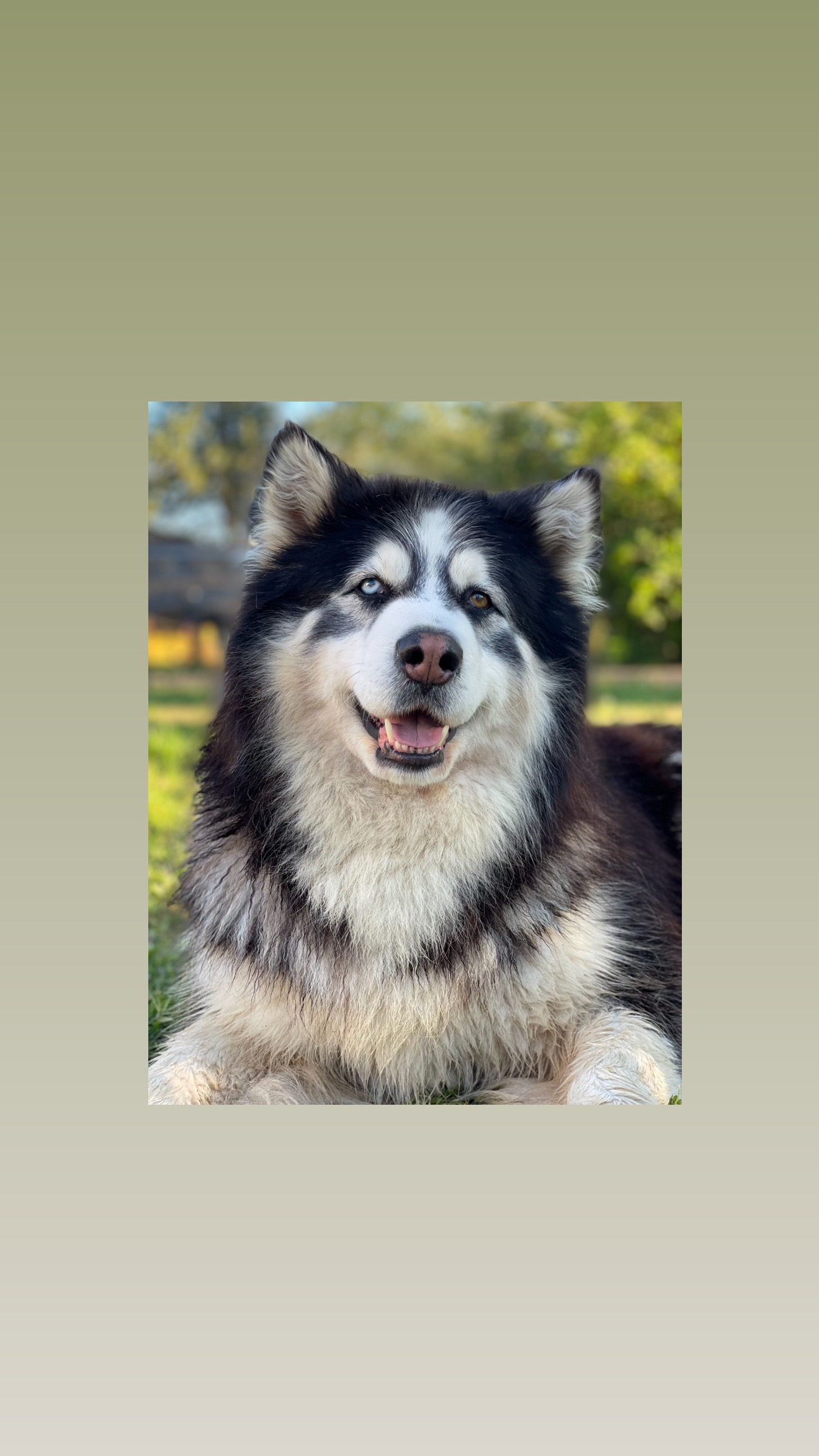 Help Zues Recover from Severe Injuries campaign photo, 6 of 8