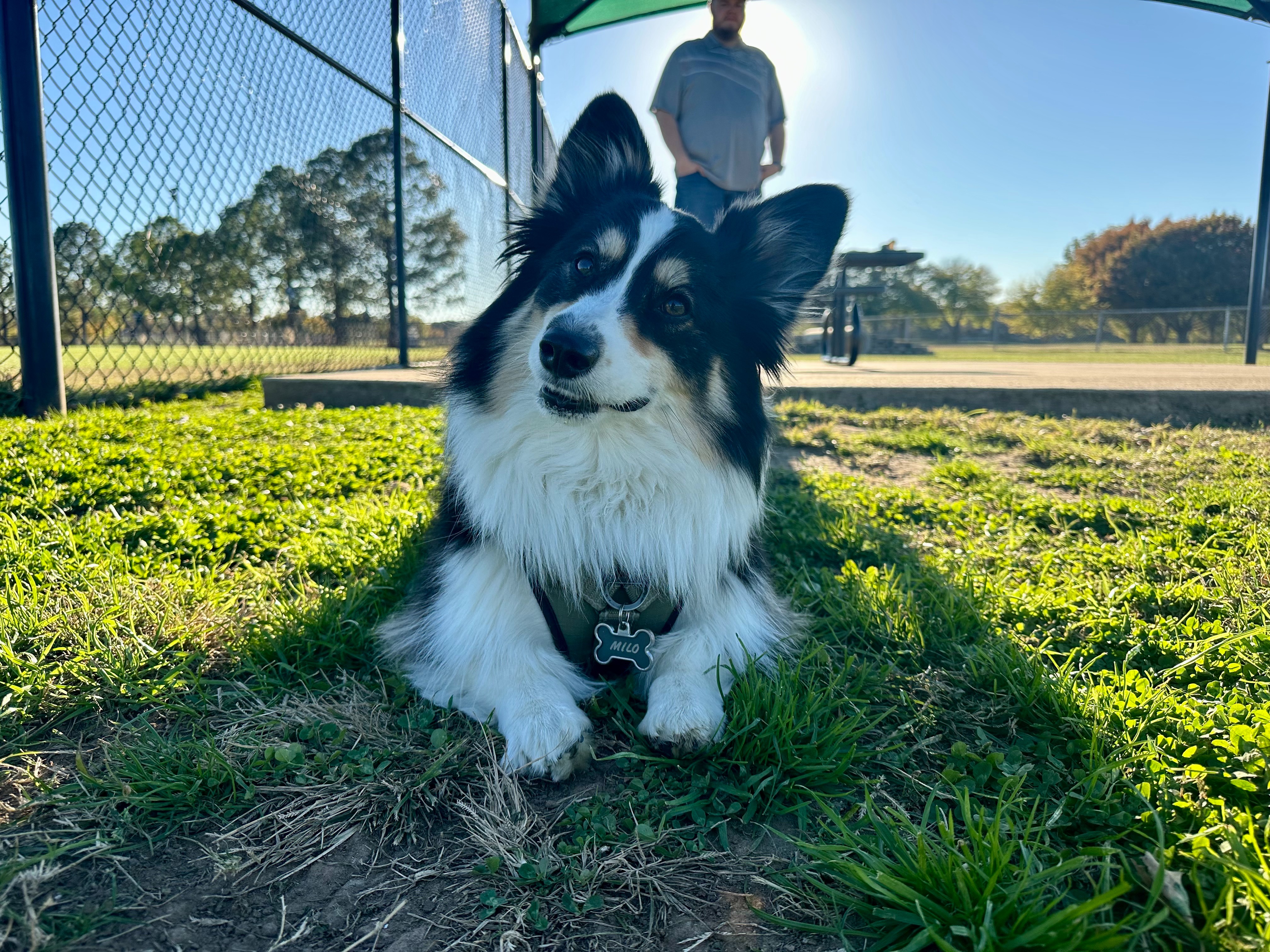 Help Get Milo Back on His Paws campaign photo, 2 of 8