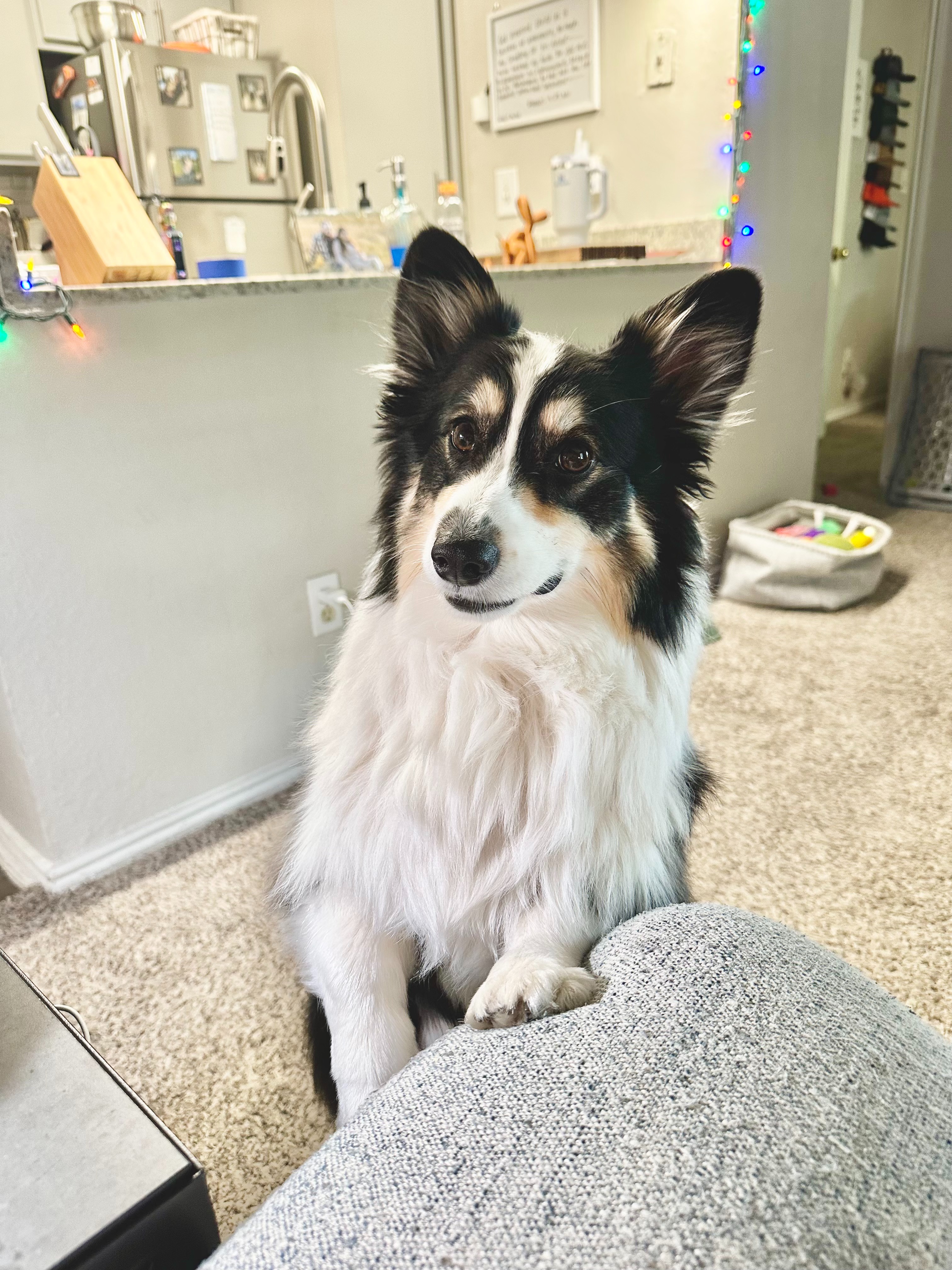 Help Get Milo Back on His Paws campaign photo, 5 of 8