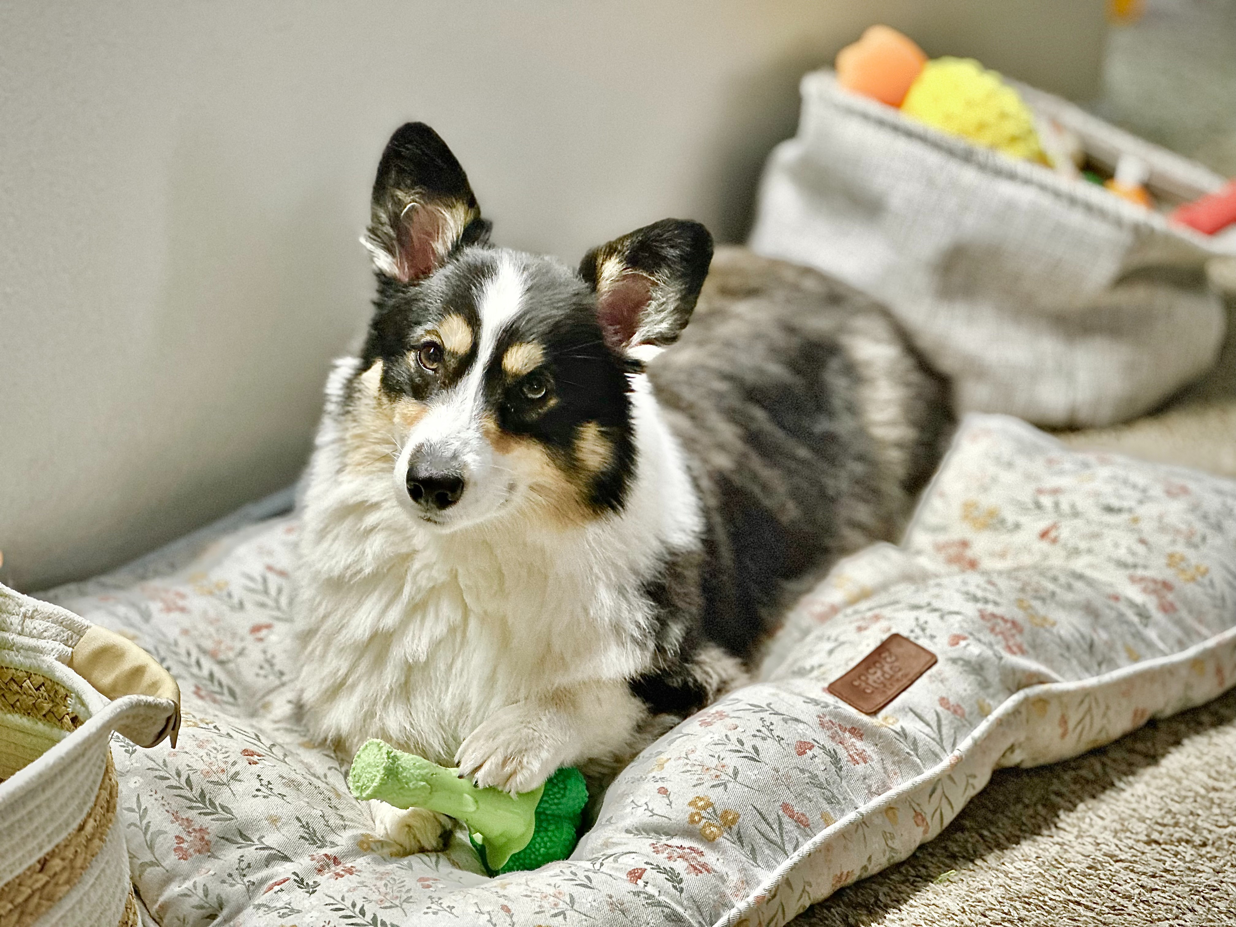 Help Get Milo Back on His Paws campaign photo, 4 of 8