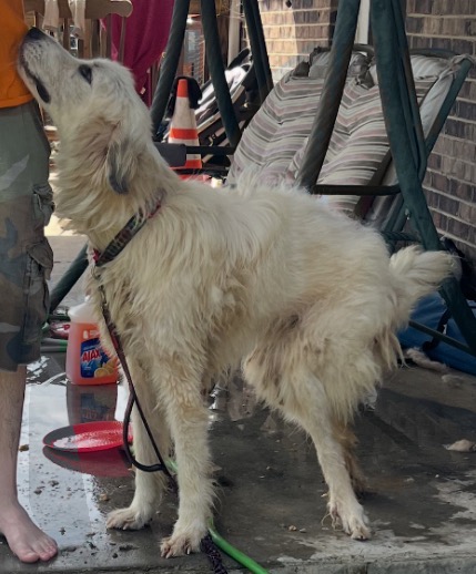 From Cruelty to Compassion: Help Her Walk Again campaign photo, 7 of 8