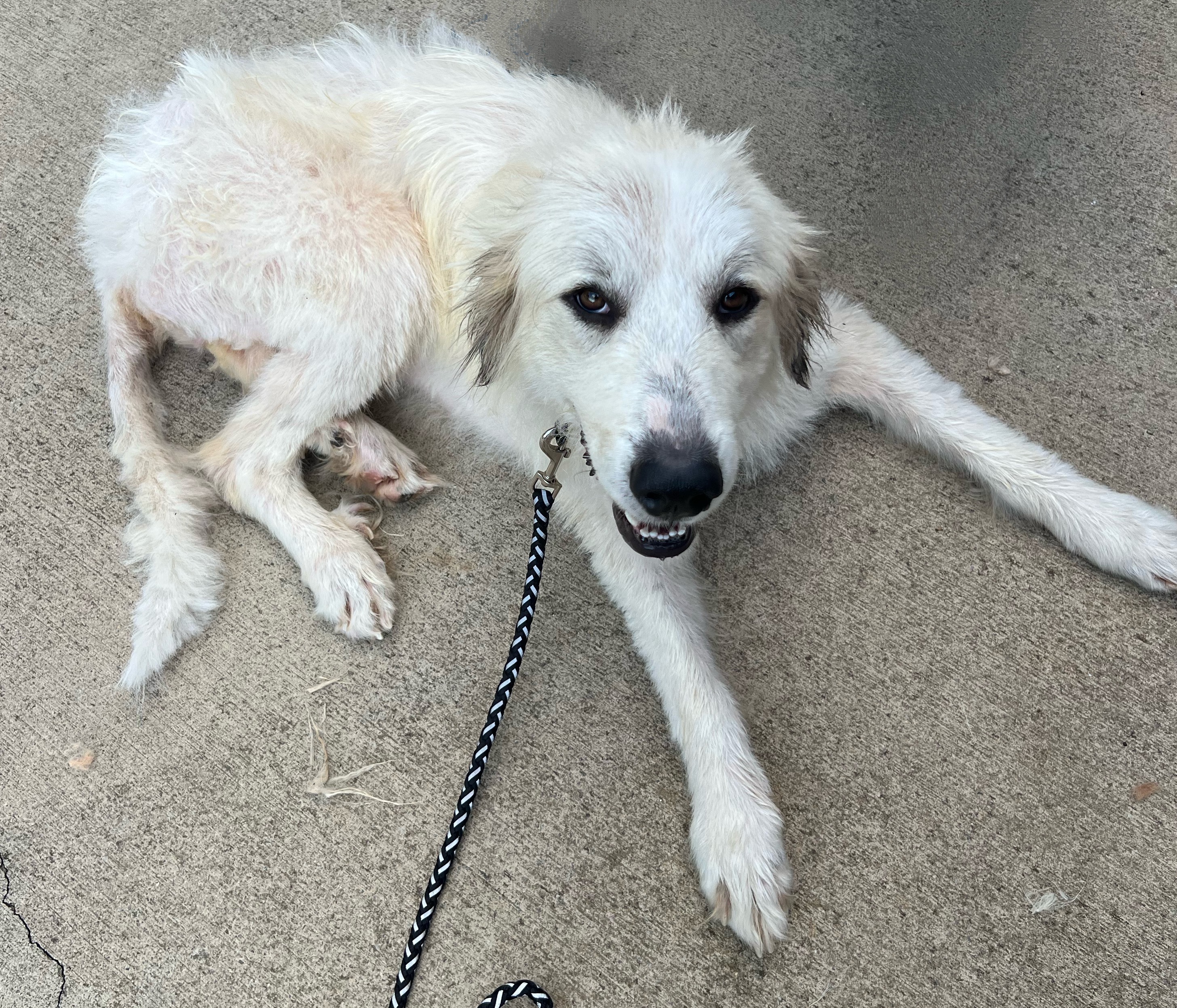 From Cruelty to Compassion: Help Her Walk Again campaign photo, 2 of 8