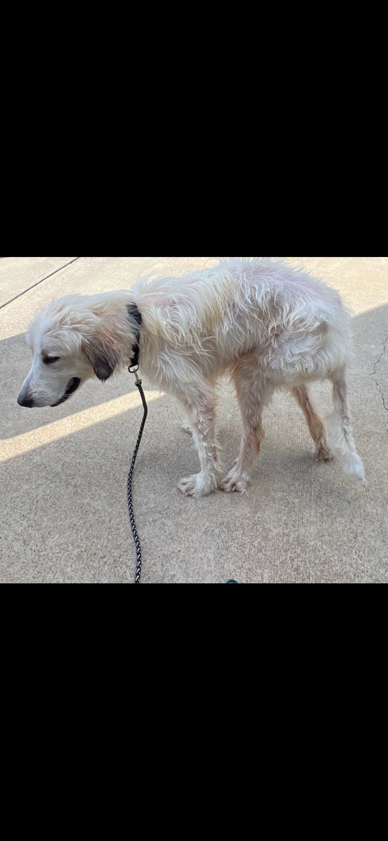 From Cruelty to Compassion: Help Her Walk Again campaign photo, 4 of 8