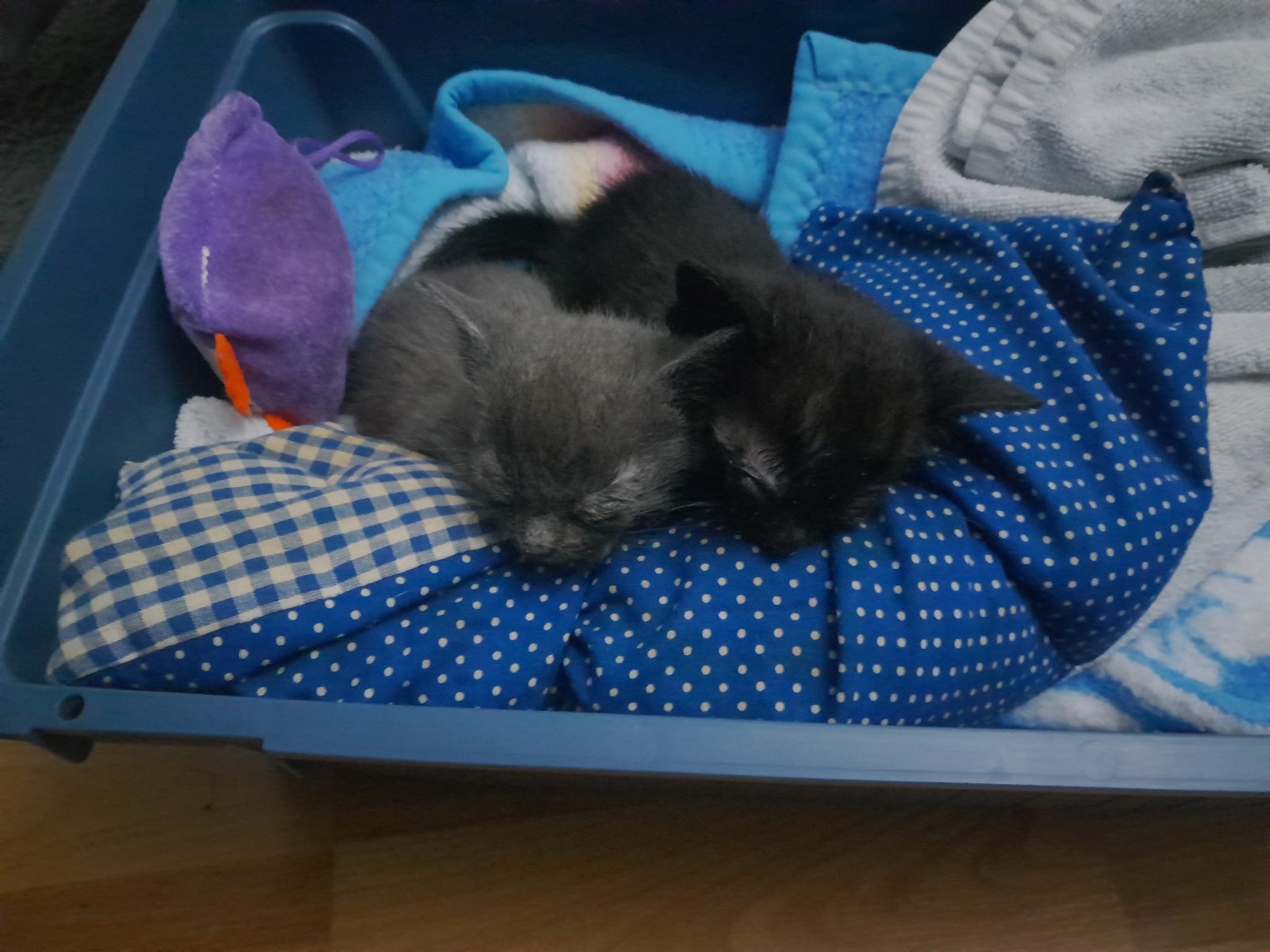 Rettet Blacky und Grey campaign photo, 7 of 8