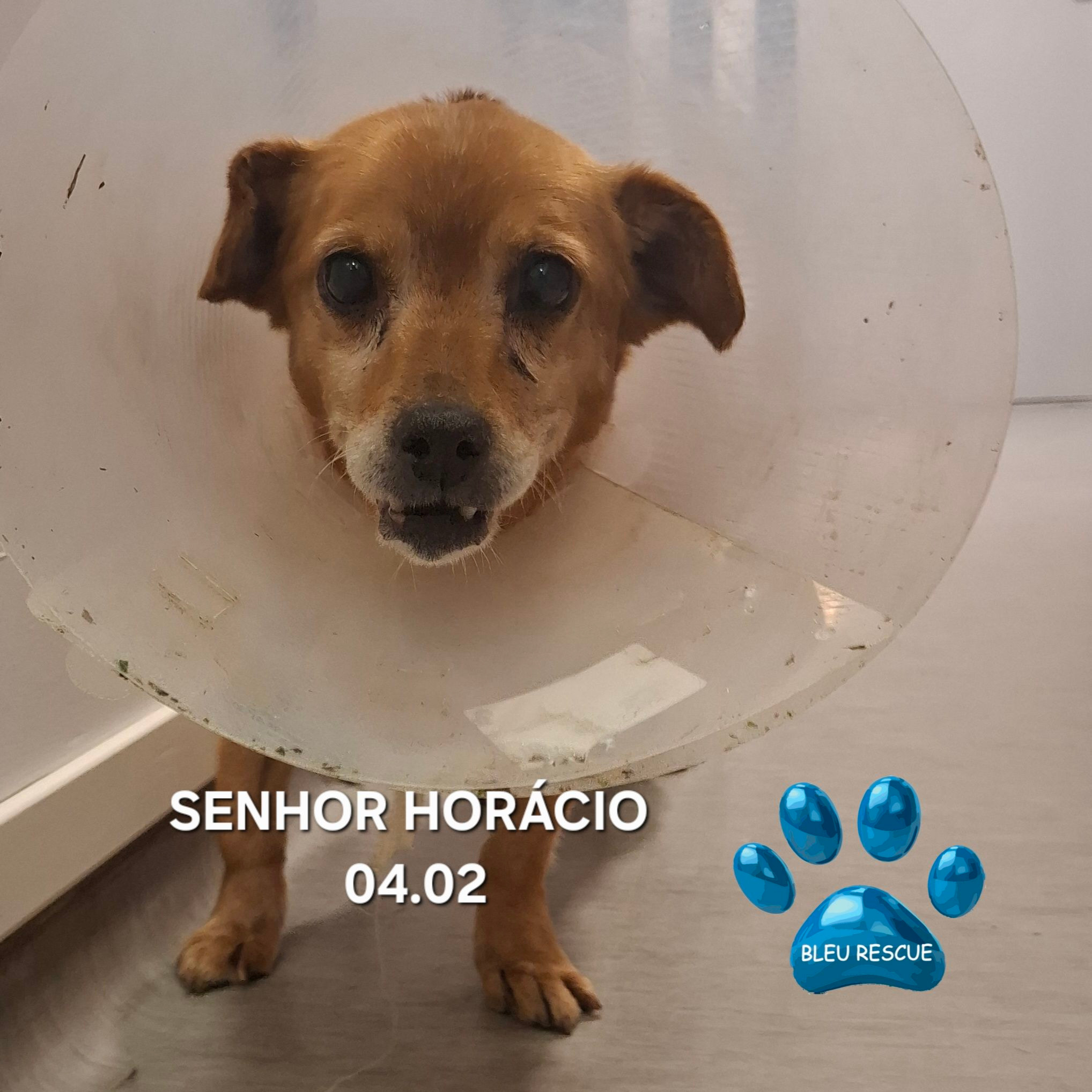 Ajude a Bleu Rescue a continuar a salvar vidas! campaign photo, 2 of 8