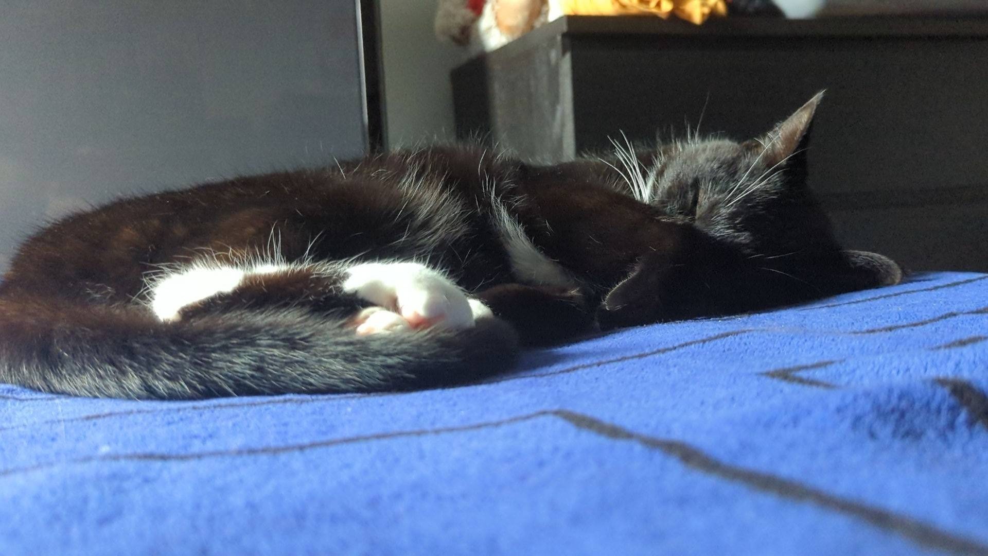Help Obi Get a Much-Needed Tooth Extraction campaign photo, 5 of 6