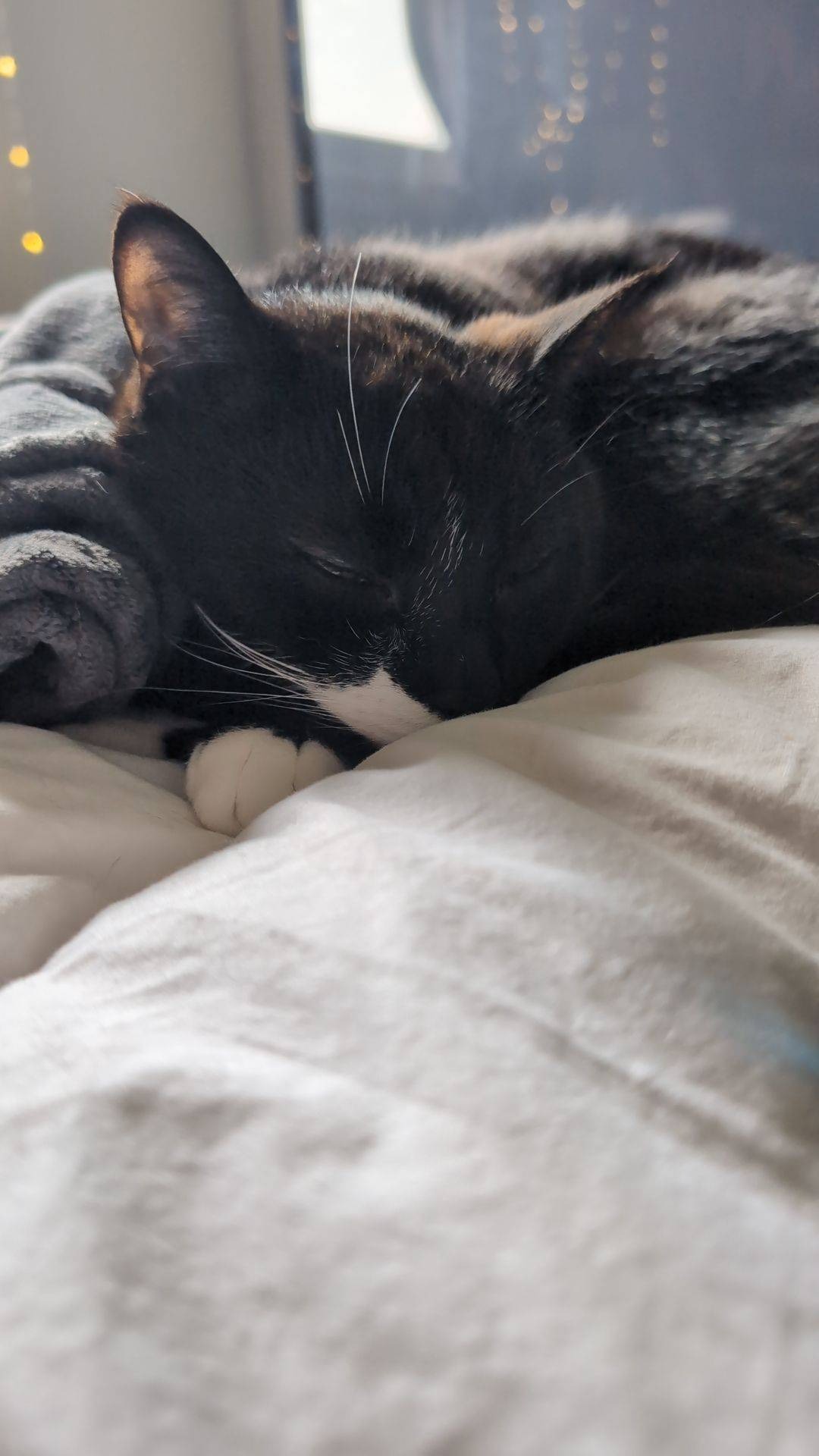 Help Obi Get a Much-Needed Tooth Extraction campaign photo, 2 of 6