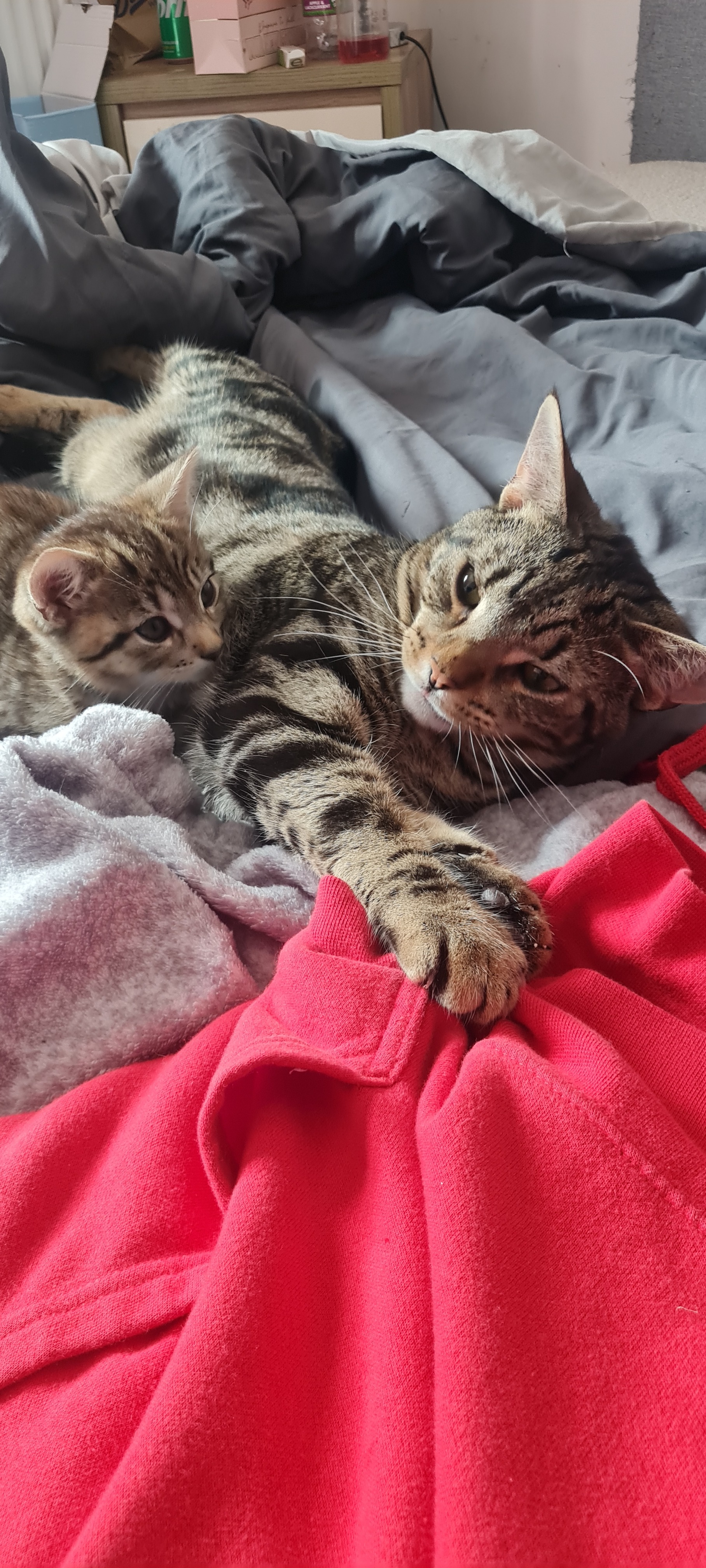 User-uploaded image 1