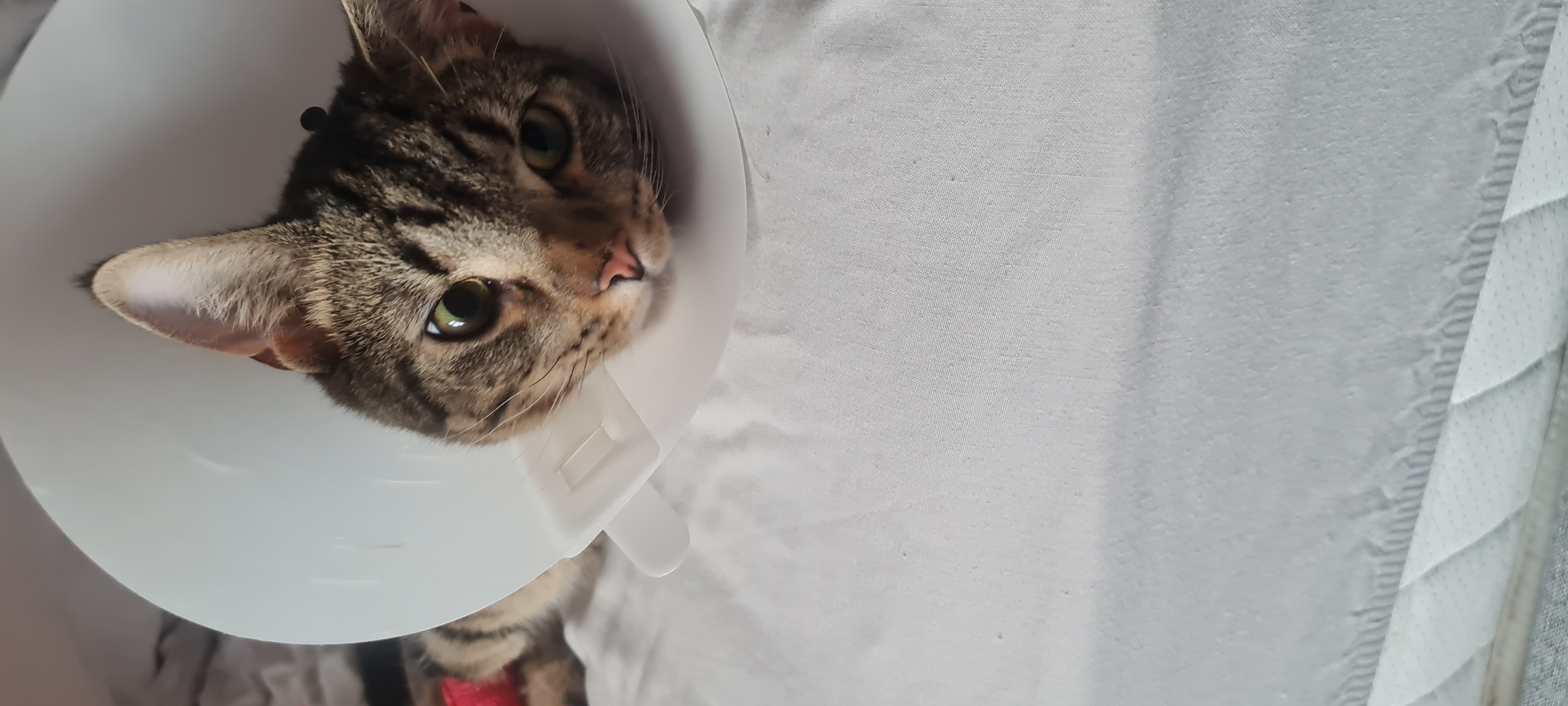 User-uploaded image 5