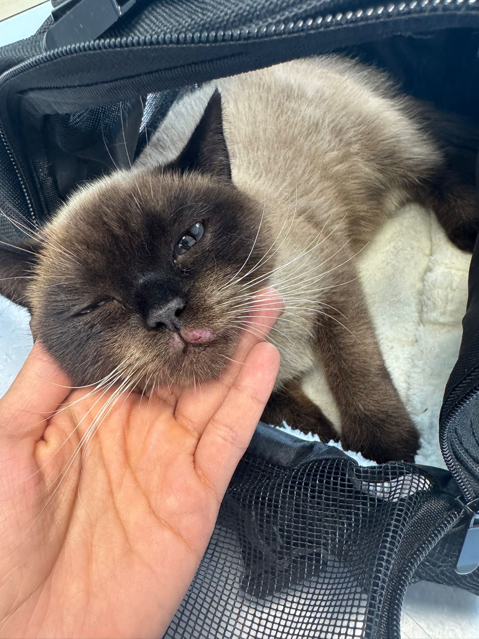 Hilfe für meine Katze Balım nach schwerem Sturz – Dringende campaign photo, 7 of 8