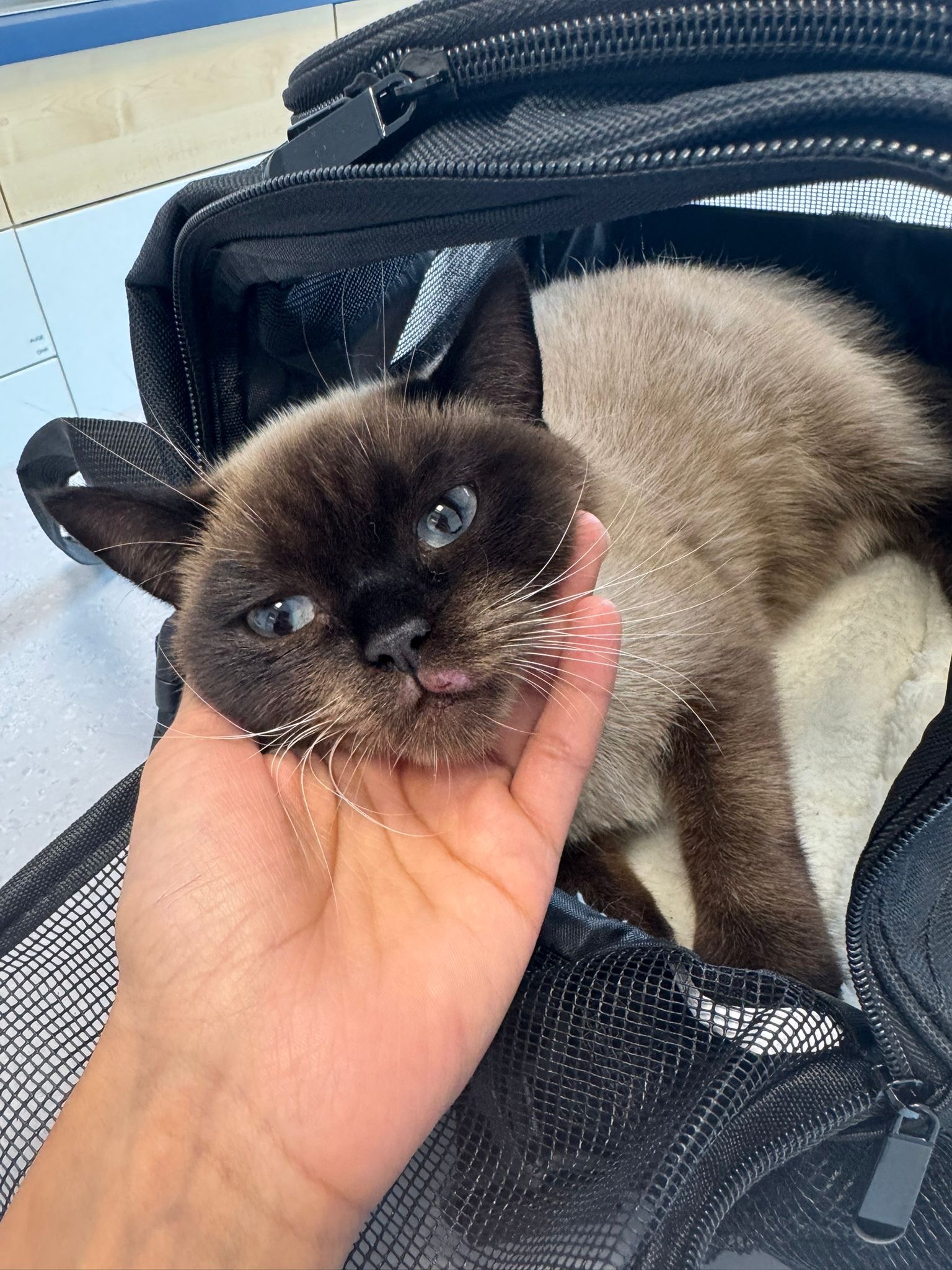 Hilfe für meine Katze Balım nach schwerem Sturz – Dringende campaign photo, 2 of 8