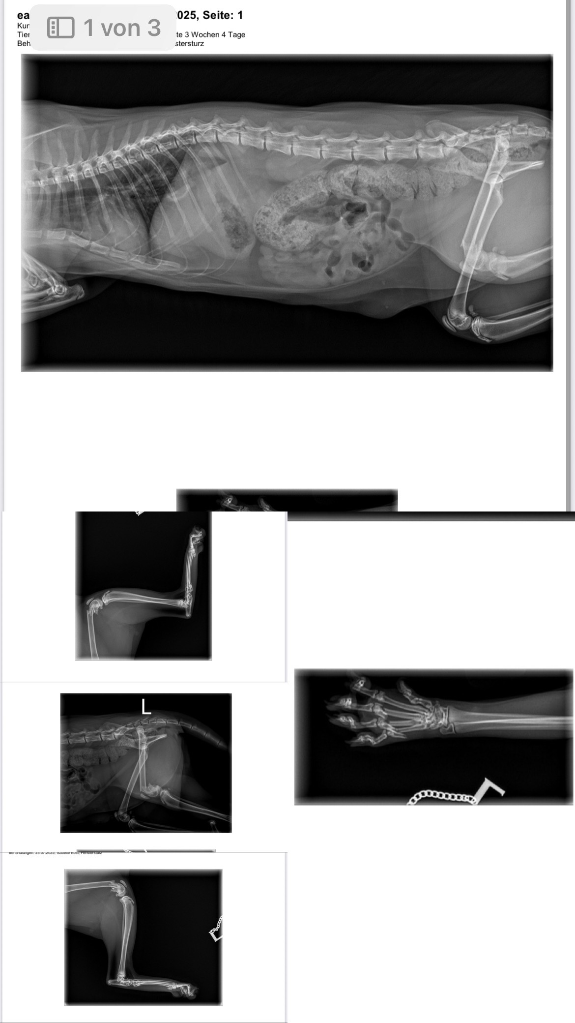 Hilfe für meine Katze Balım nach schwerem Sturz – Dringende campaign photo, 4 of 8