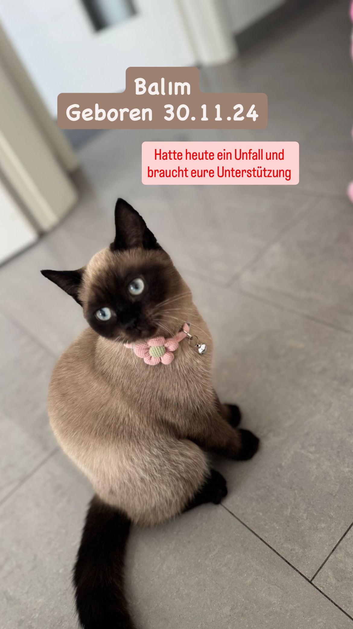 Hilfe für meine Katze Balım nach schwerem Sturz – Dringende campaign photo, 5 of 8