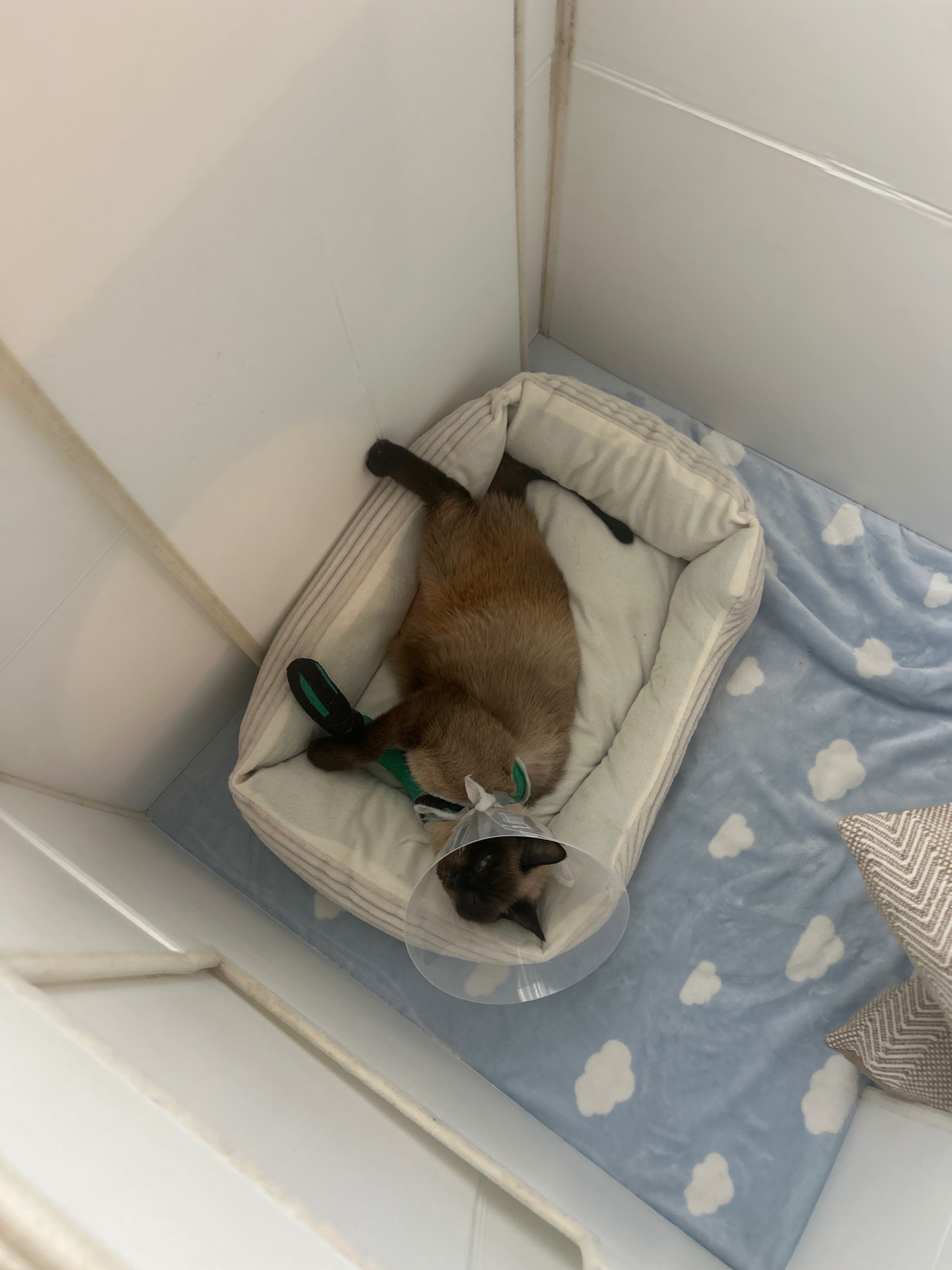 Hilfe für meine Katze Balım nach schwerem Sturz – Dringende campaign photo, 6 of 8
