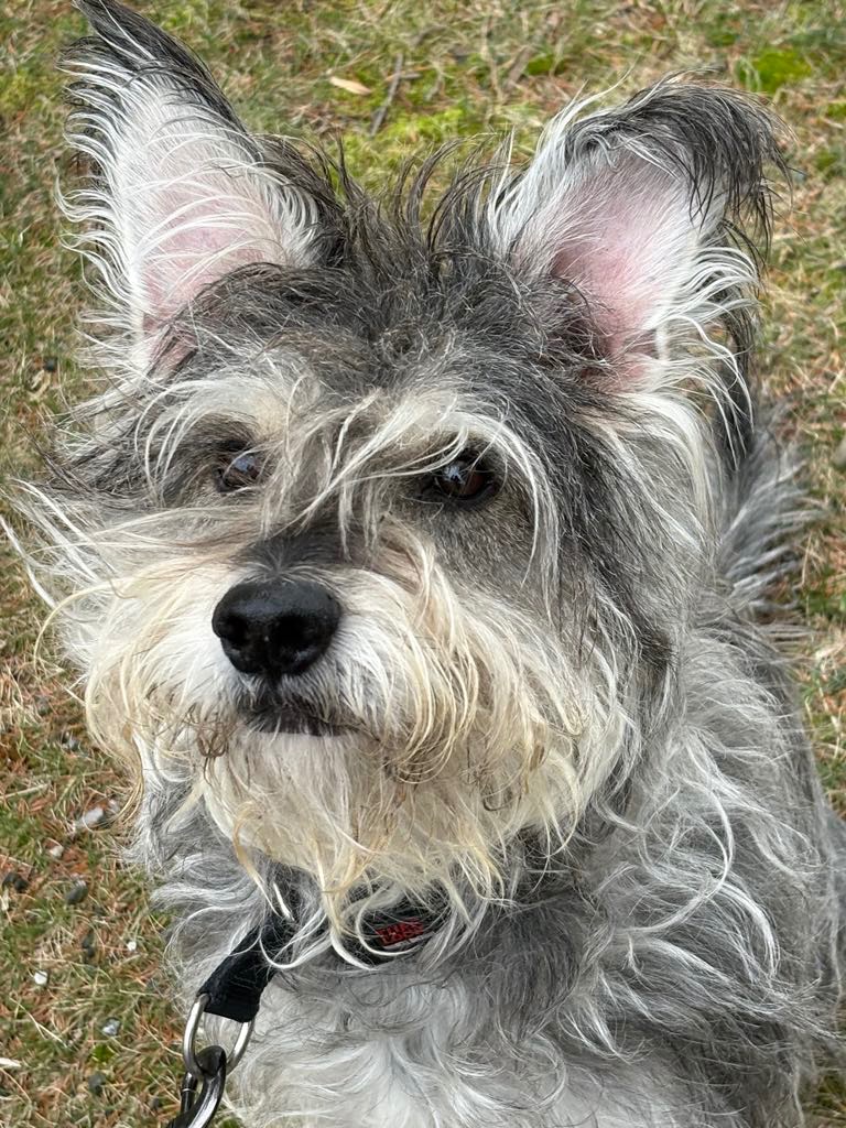 Help Casper Get the Training He Deserves campaign photo, 7 of 8