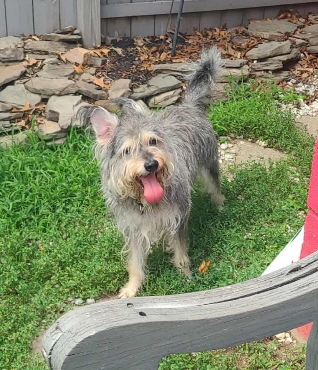 Help Casper Get the Training He Deserves campaign photo, 2 of 8
