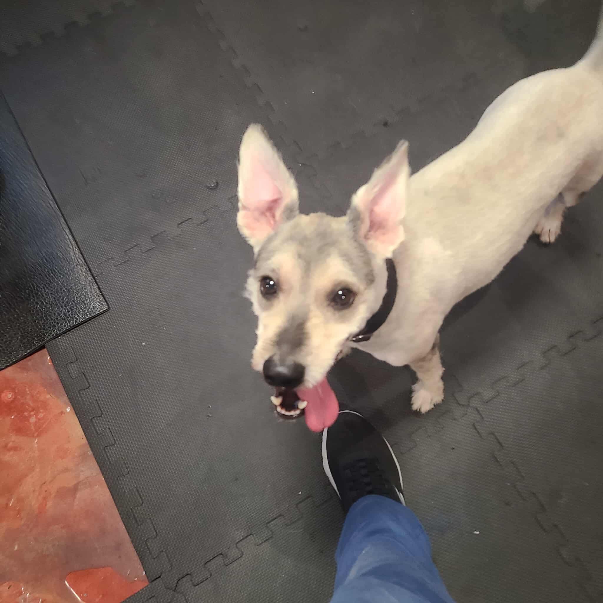 Help Casper Get the Training He Deserves campaign photo, 5 of 8