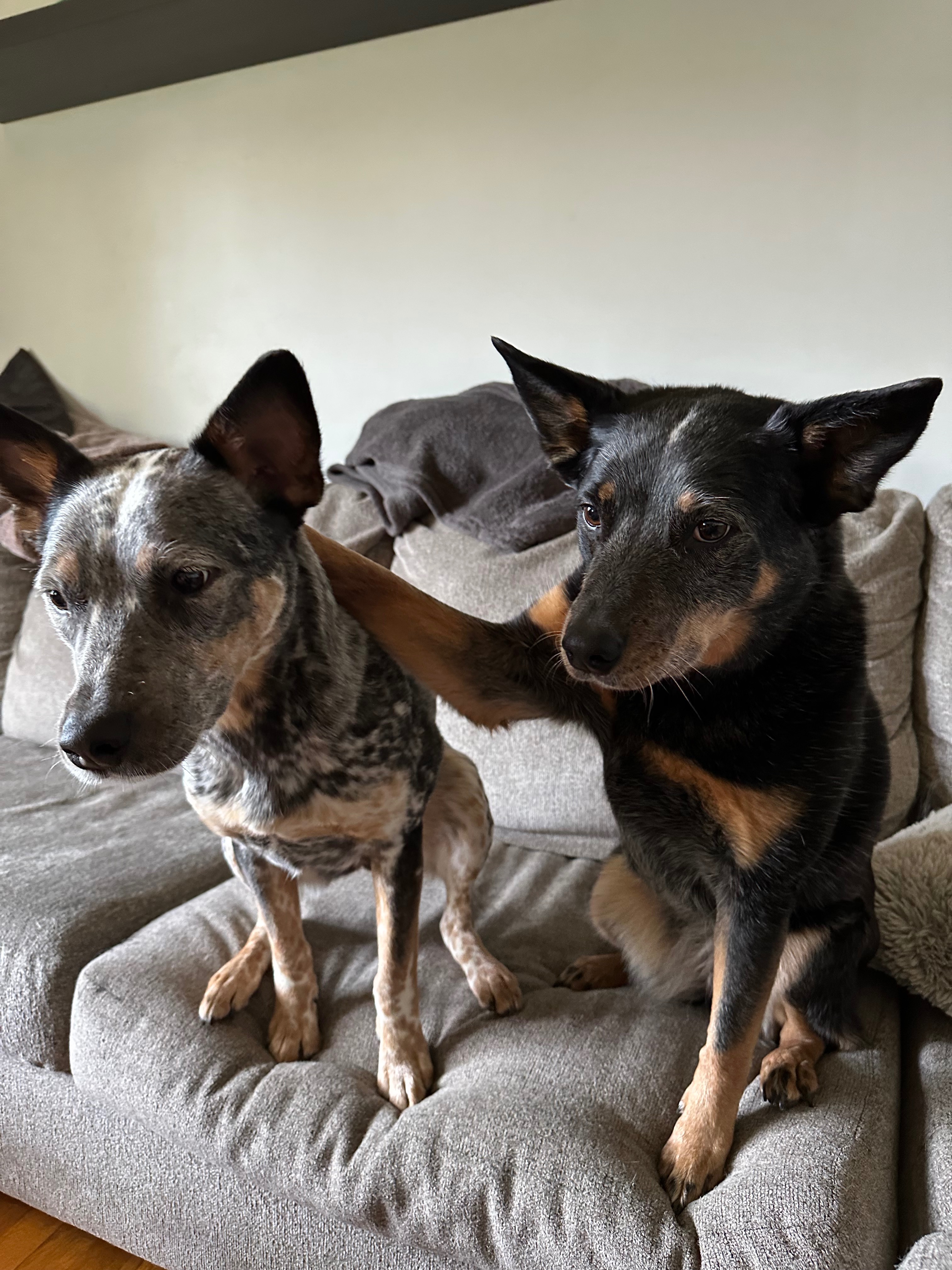 Support Cameron's Blue Heelers' Emergency Care campaign photo, 2 of 4