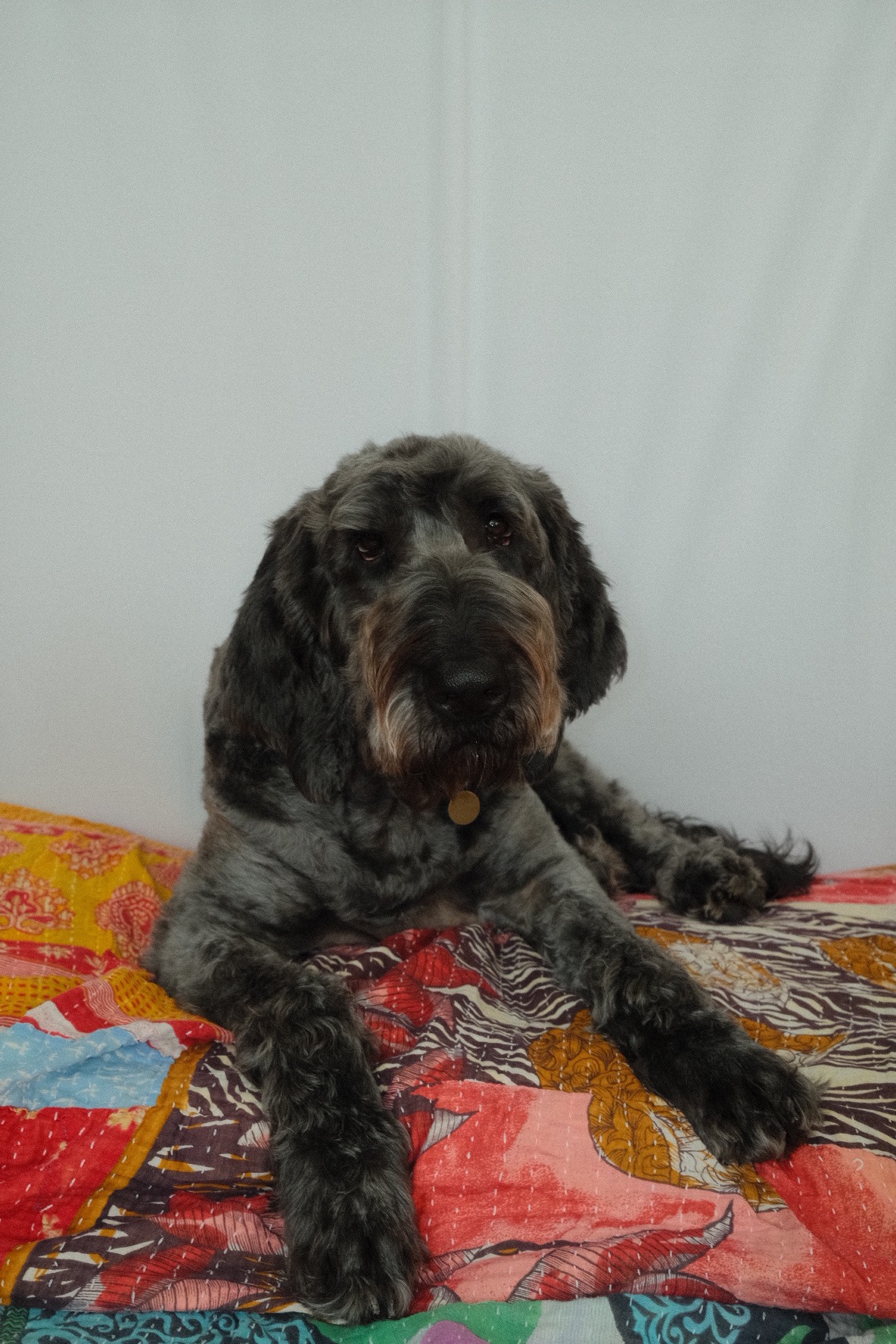 Obi- The Rescue Doodle Needs TPLO Surgery campaign photo, 7 of 8