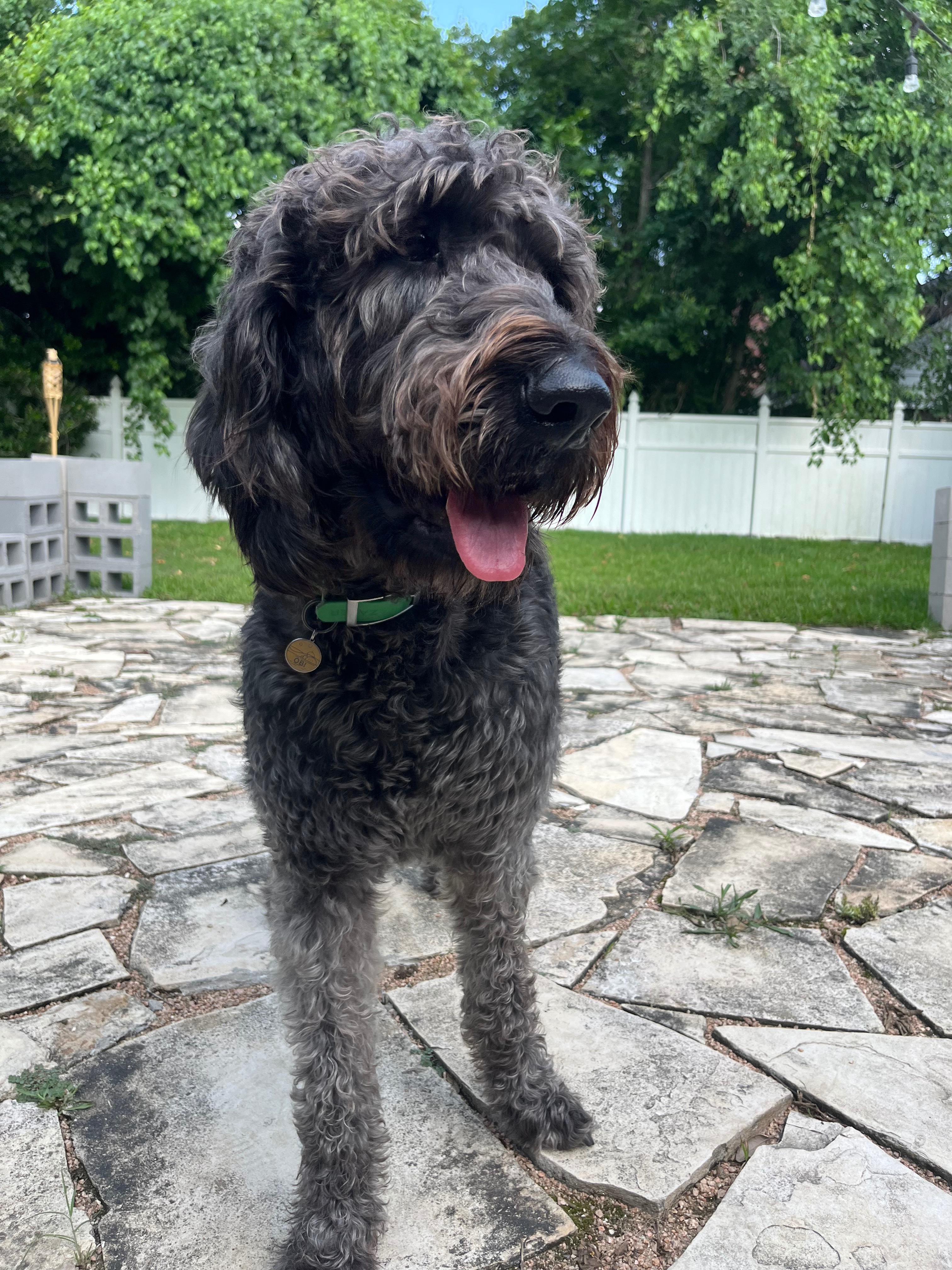 Obi- The Rescue Doodle Needs TPLO Surgery campaign photo, 2 of 8
