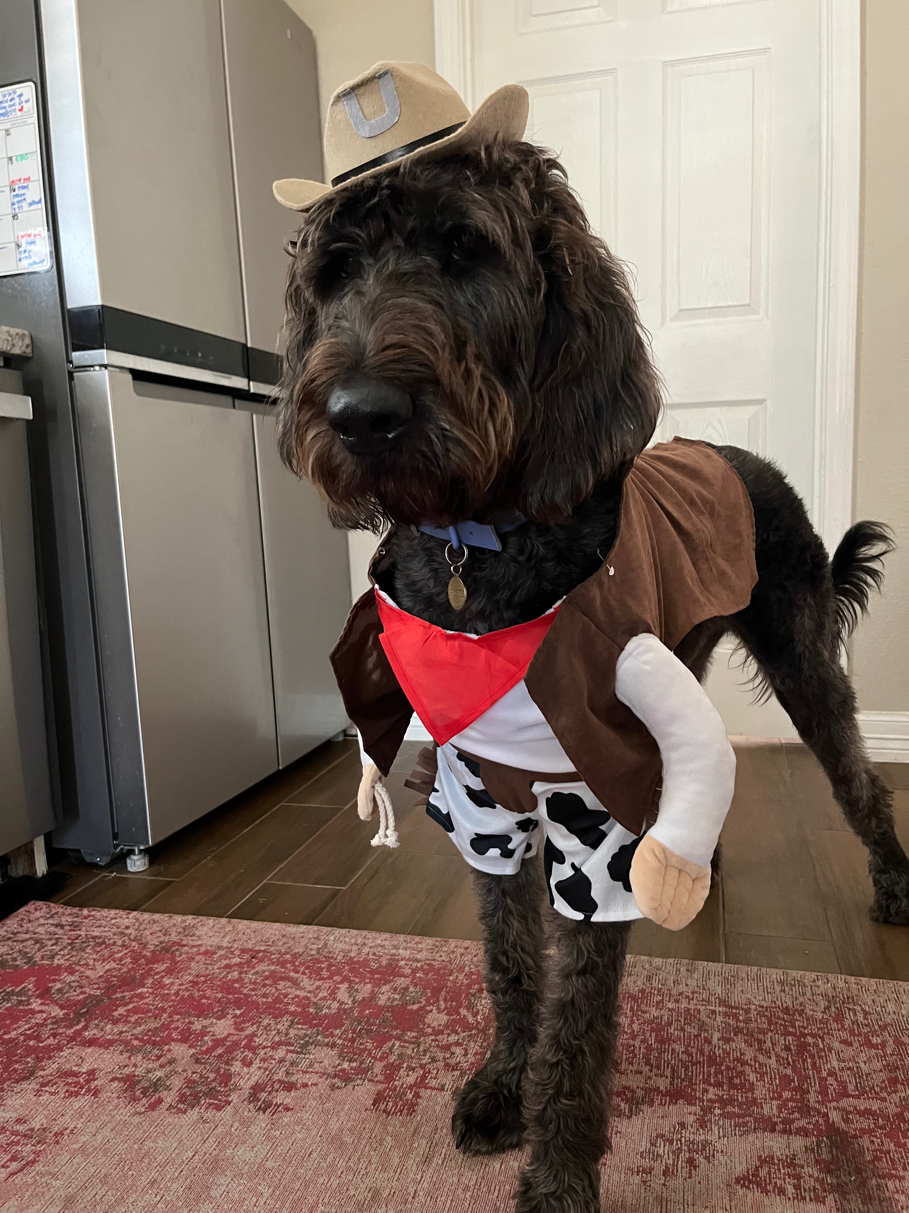 Obi- The Rescue Doodle Needs TPLO Surgery campaign photo, 4 of 8