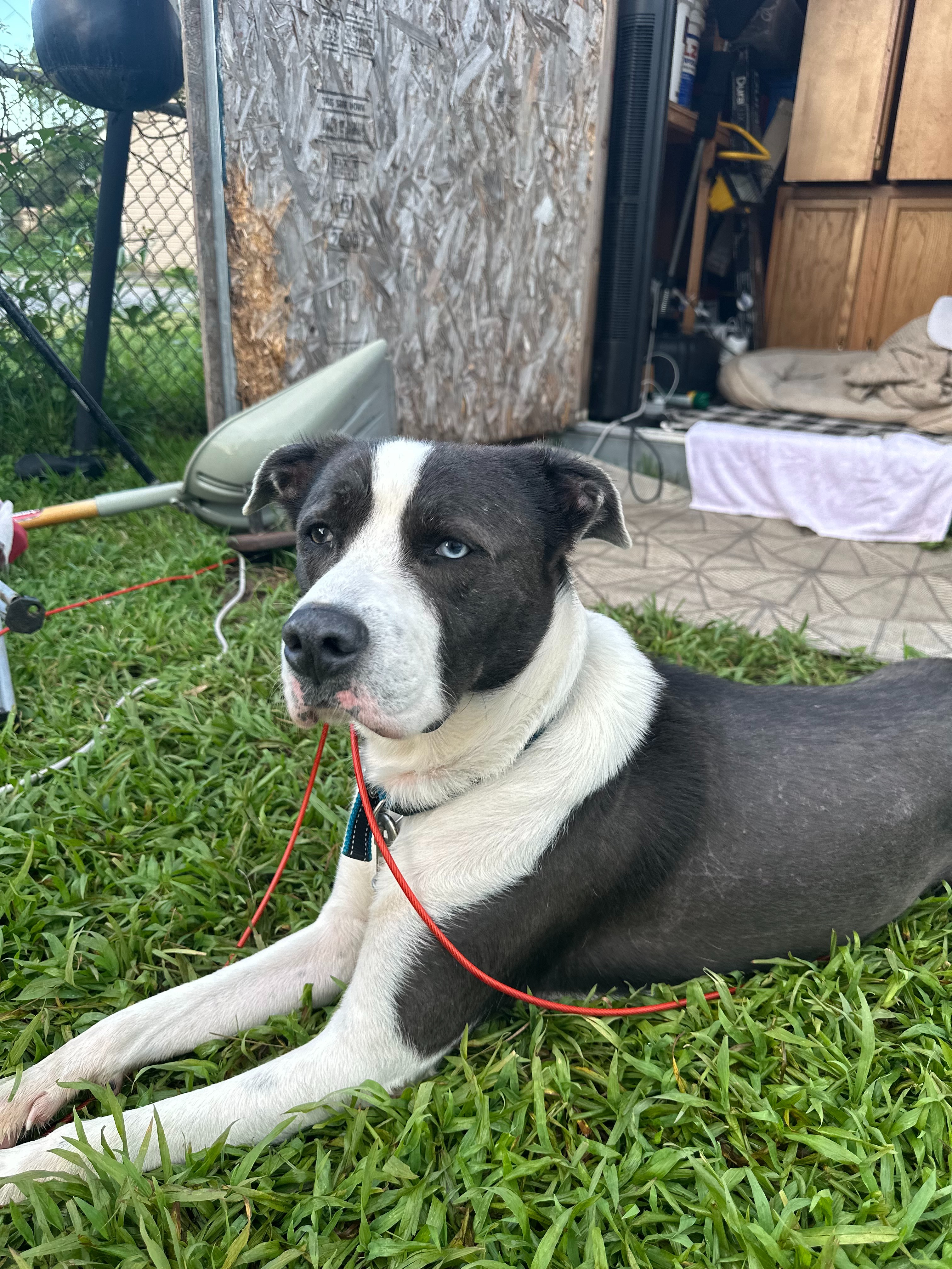 Keep Ace Safe: Support His Boarding Costs campaign photo, 2 of 3