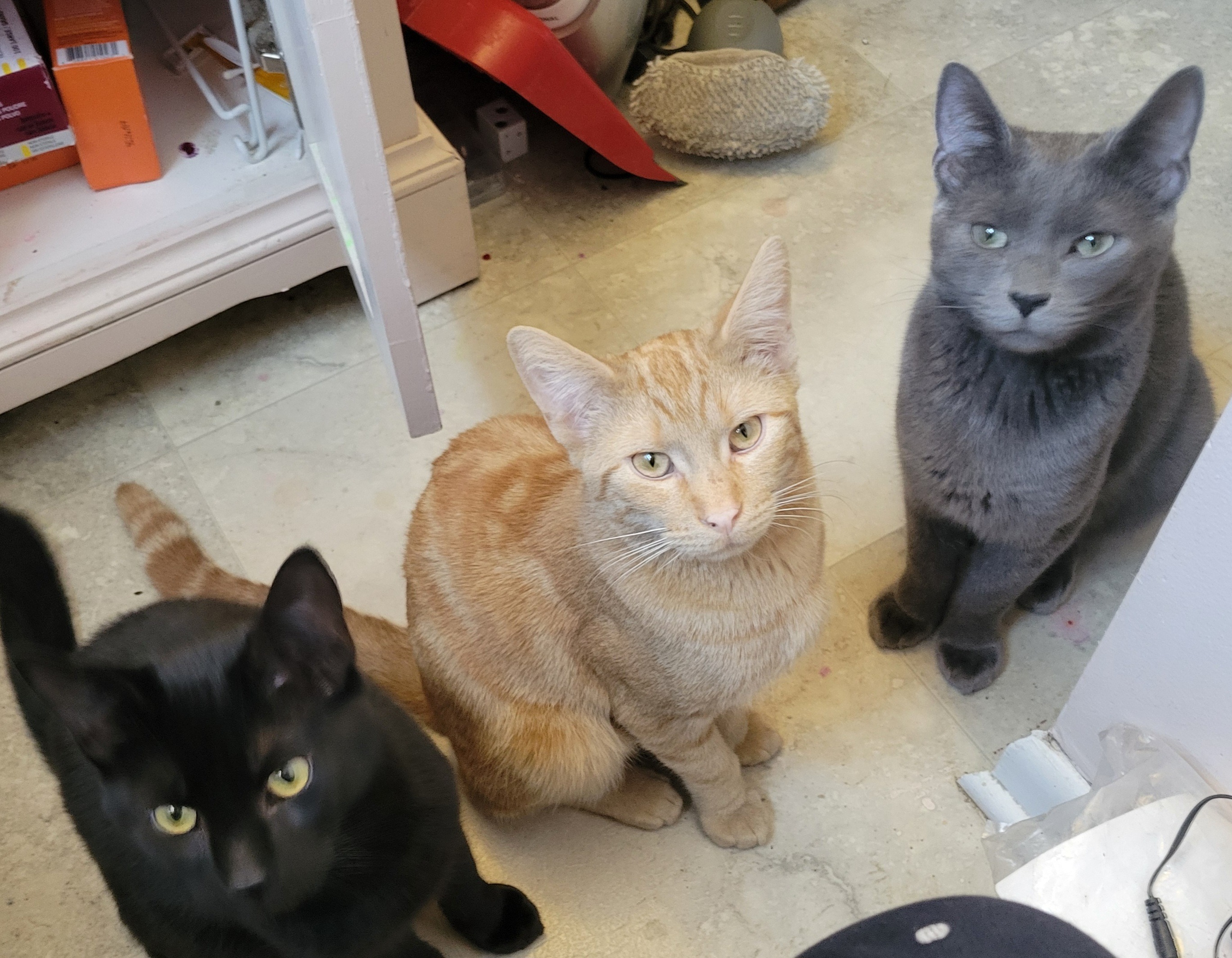 User-uploaded image 1