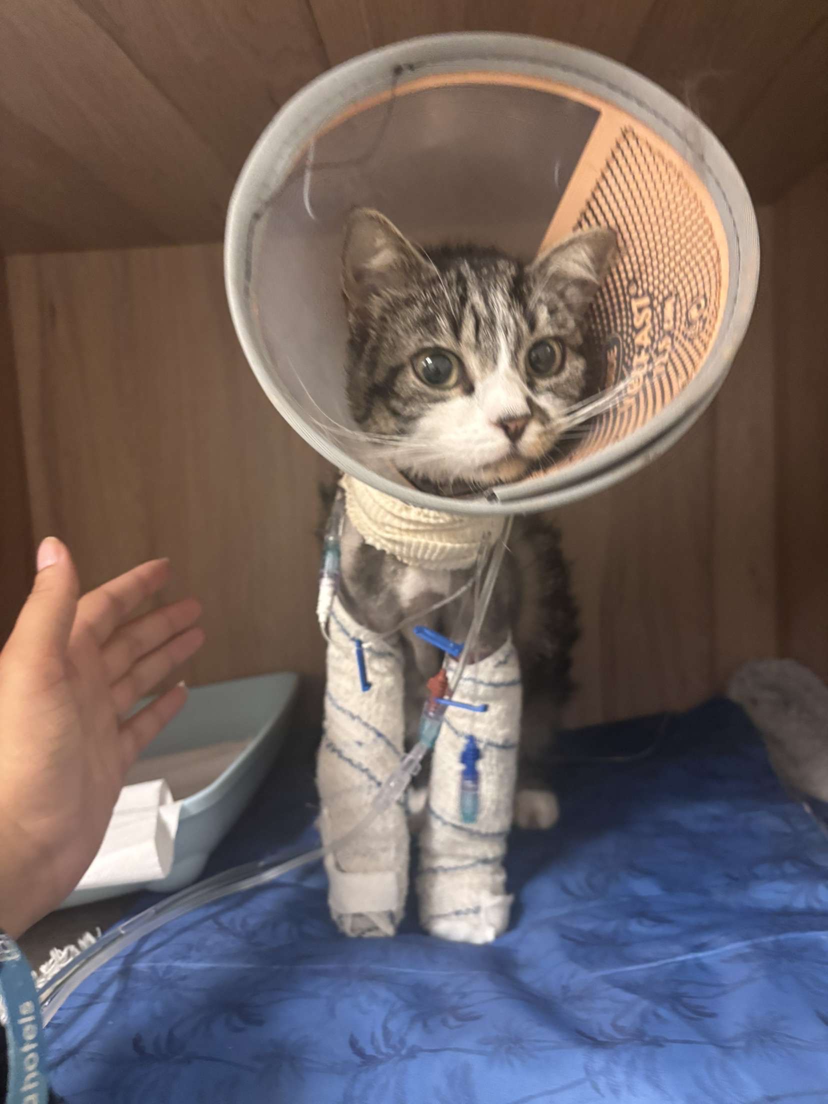 Urgence pour notre chat Kitty campaign photo, 4 of 5
