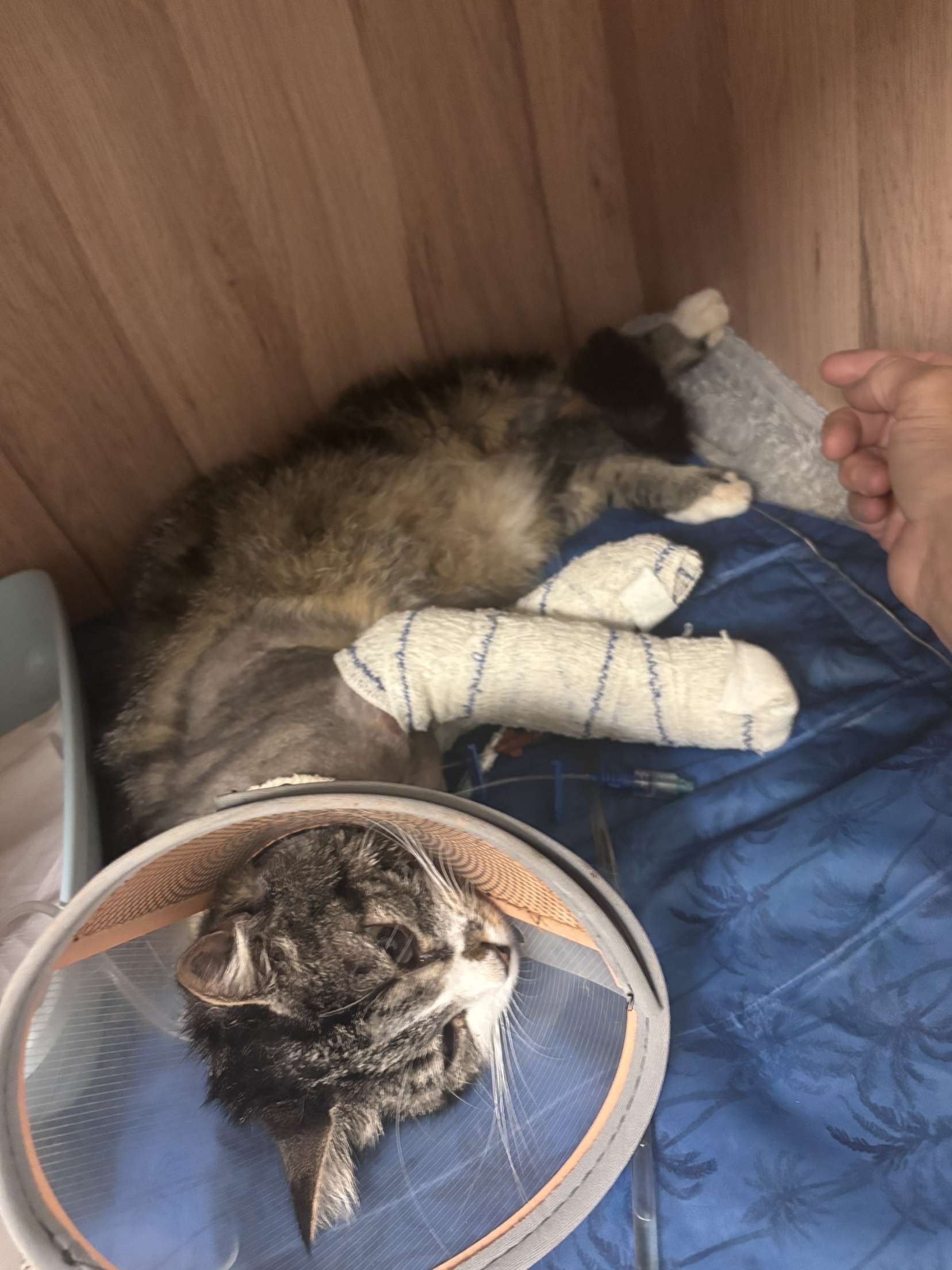Urgence pour notre chat Kitty campaign photo, 2 of 5