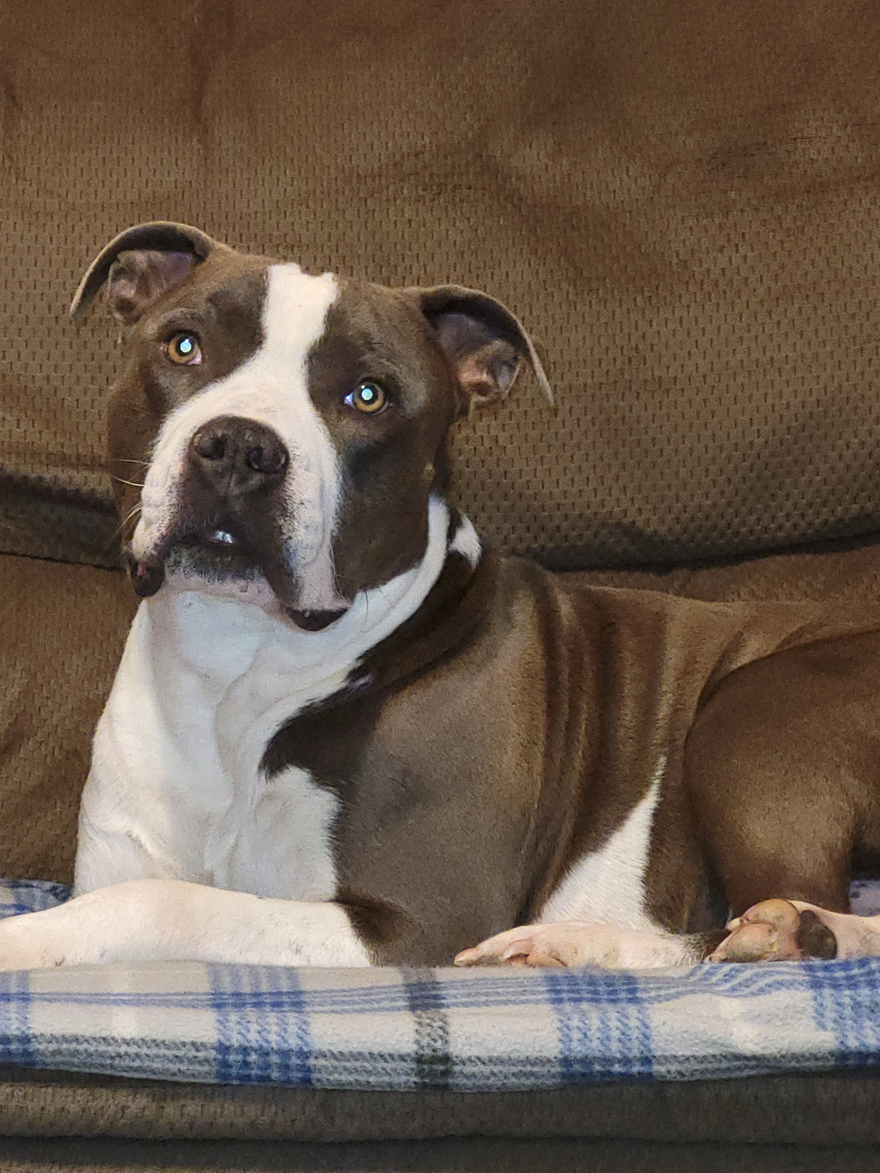 Saving My Furbaby Blaze from Heartworms campaign photo, 2 of 4
