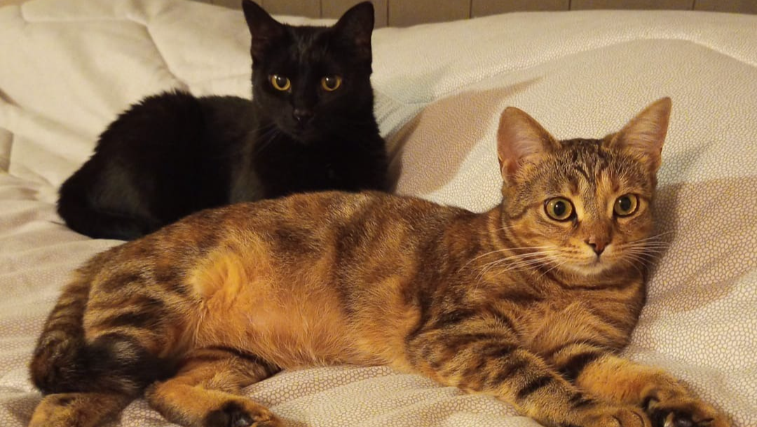 La mia famiglia felina composta da 10 gatti di tutte le età pinned link photo