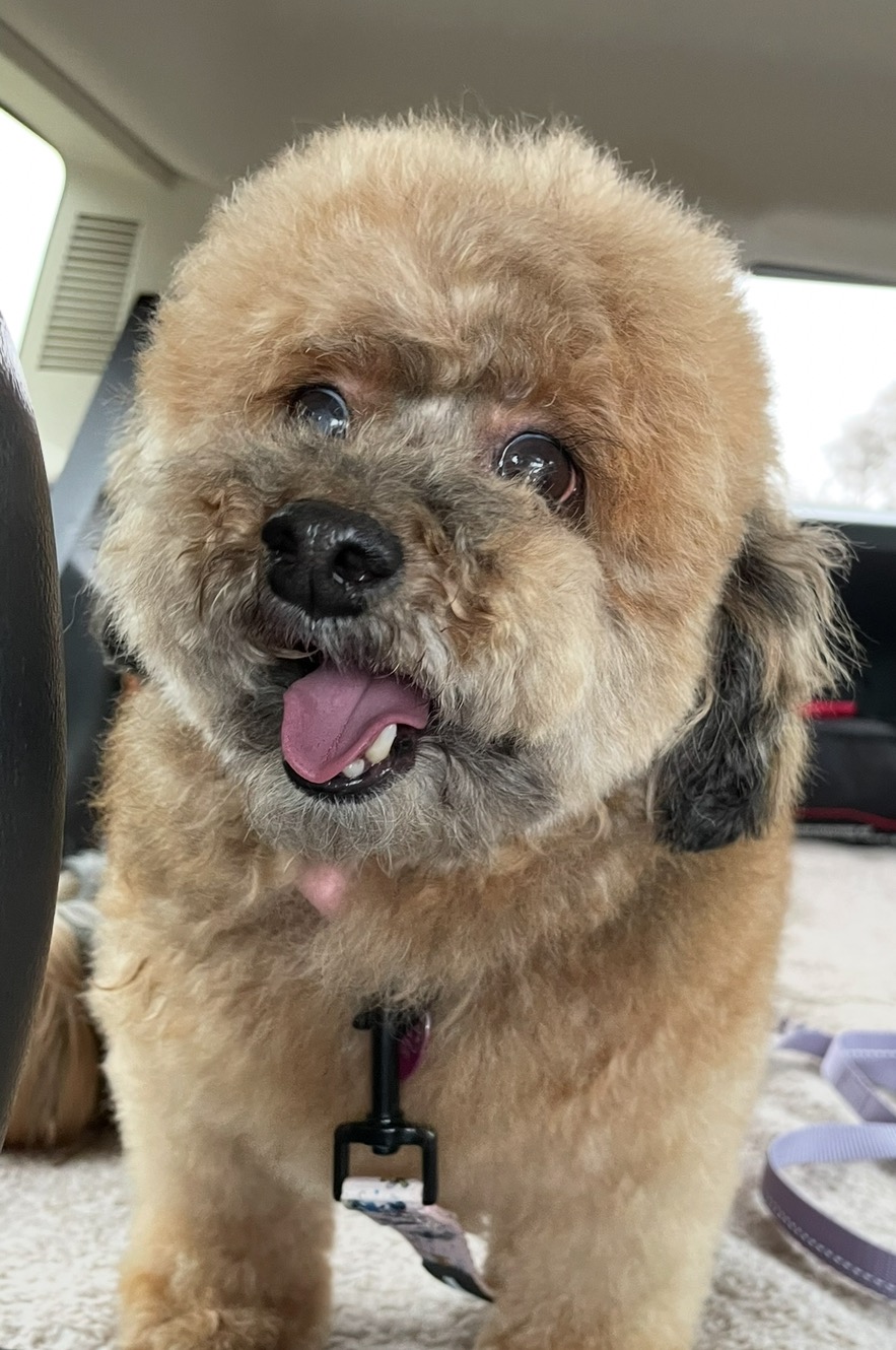  Help Coco & Carly Get the Urgent Medical Care they Need campaign photo, 4 of 8
