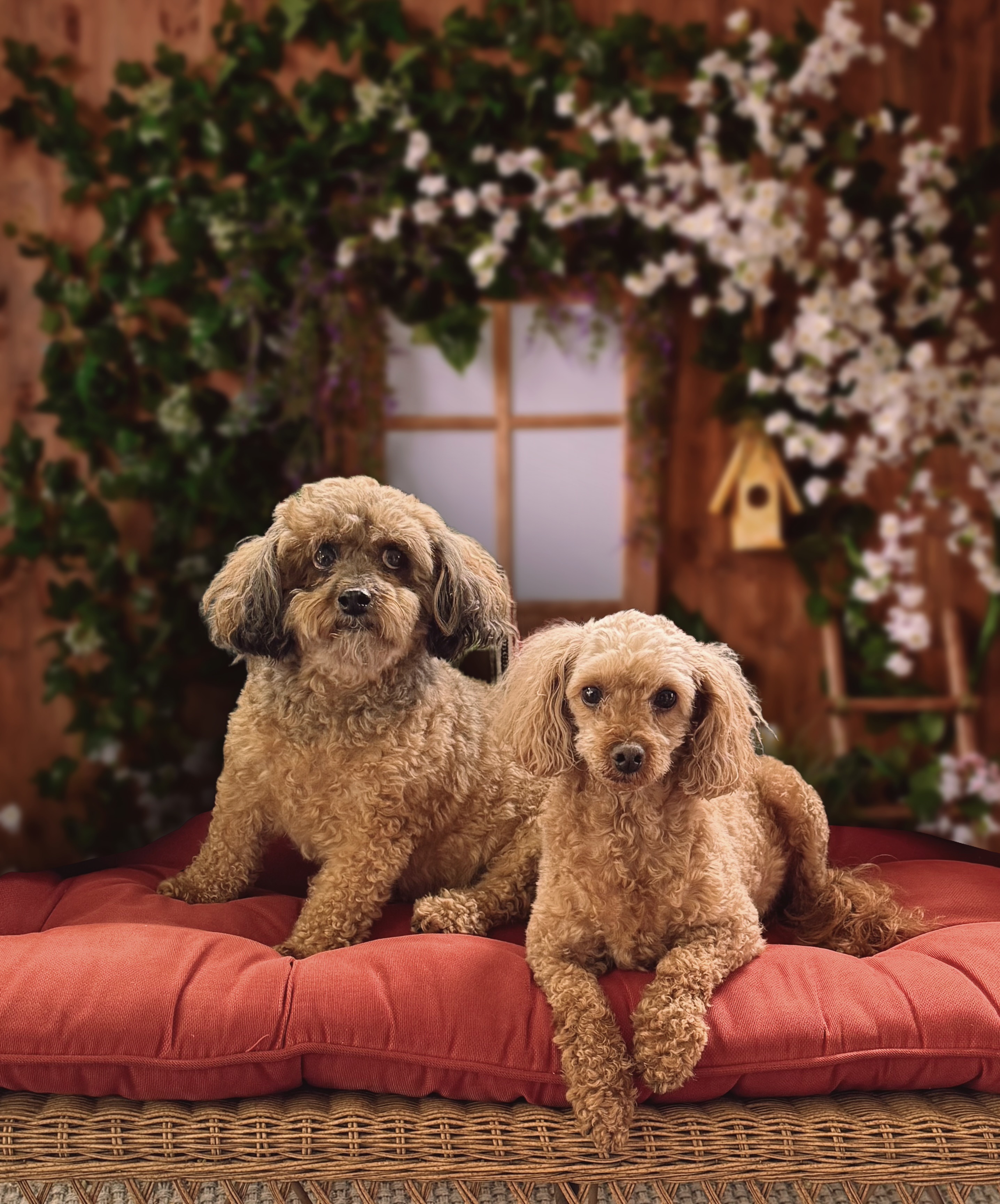  Help Coco & Carly Get the Urgent Medical Care they Need campaign photo, 6 of 8