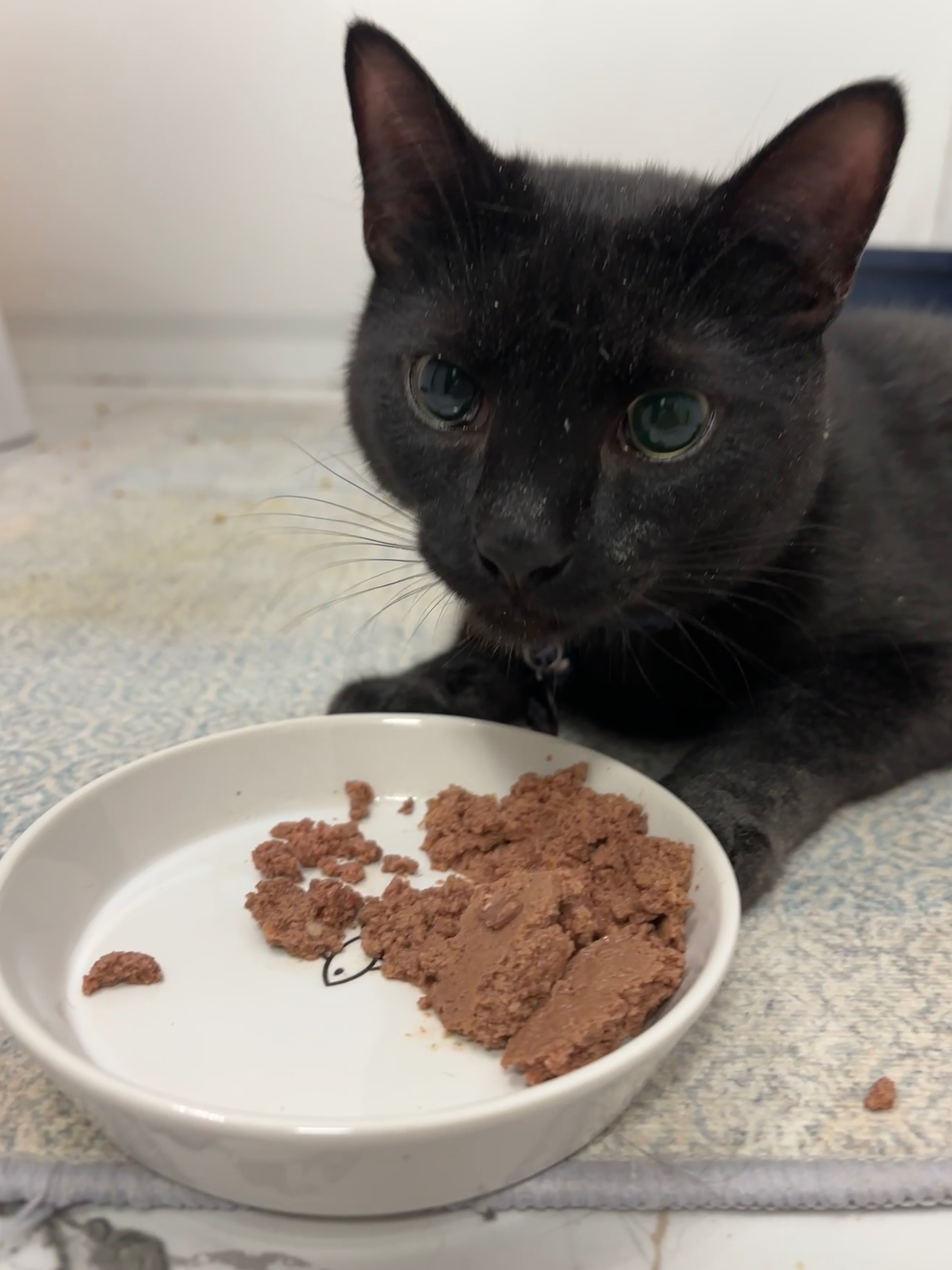 Support Cawfee's Journey to Recovery campaign photo, 2 of 5