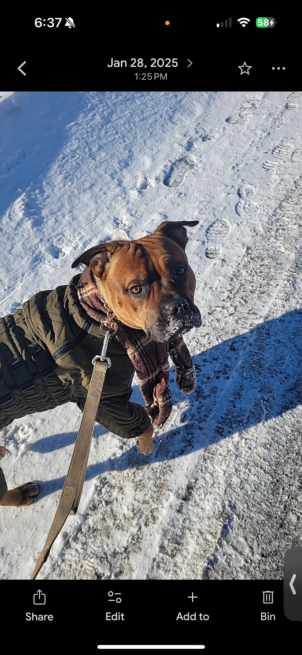 Help Give my puppy a chance campaign photo, 6 of 7