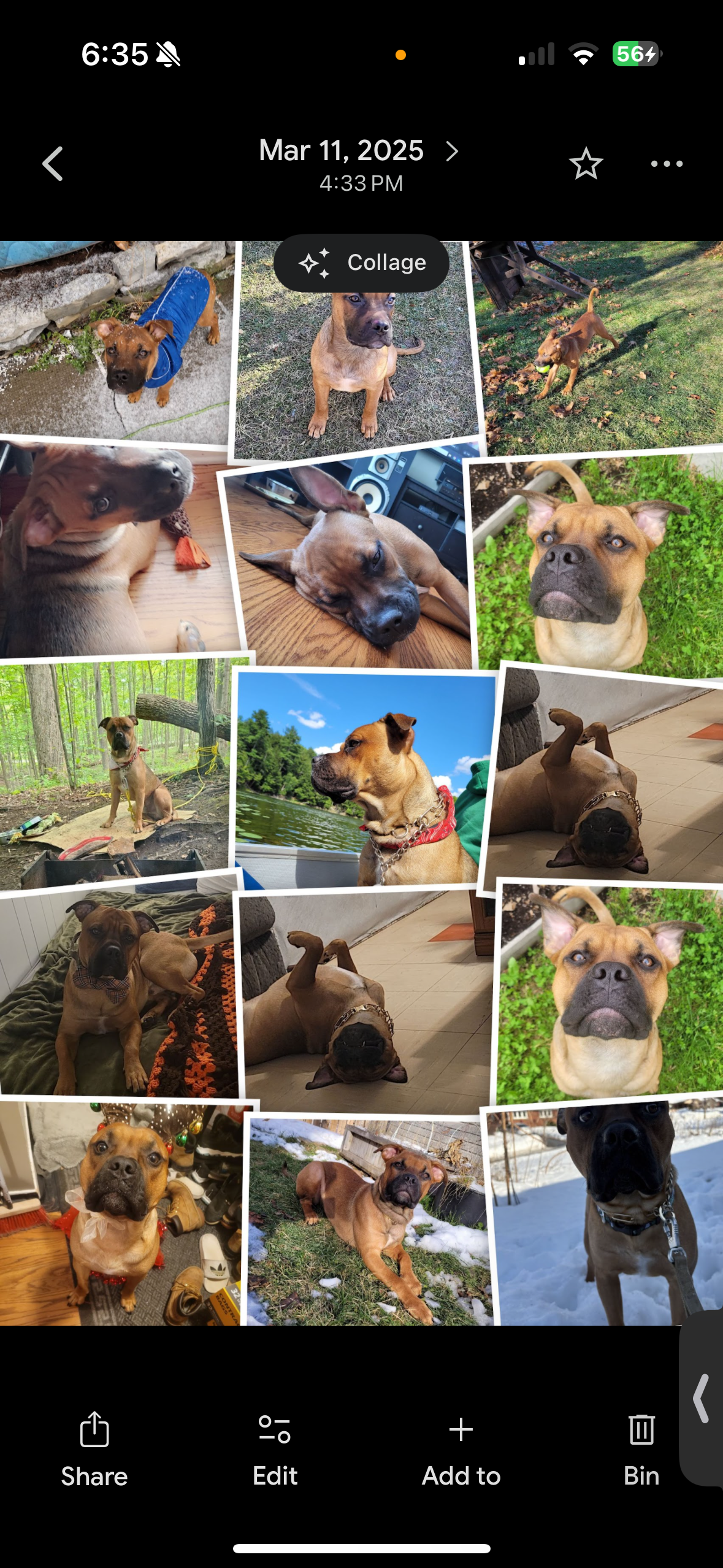 Help Give my puppy a chance campaign photo, 5 of 7