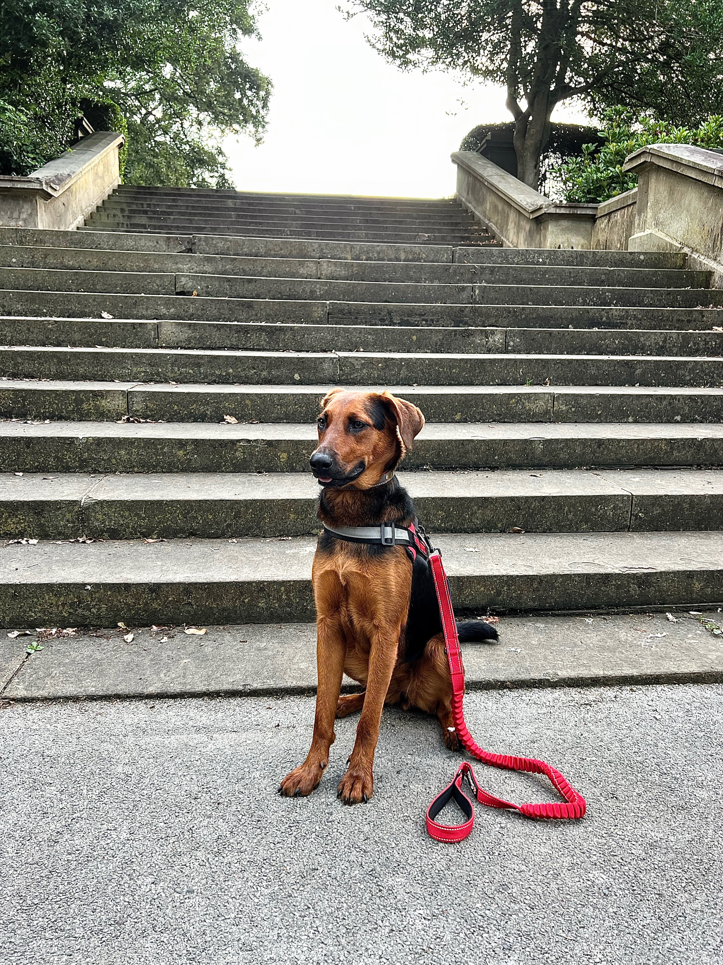 Help Artemis Walk Again – Emergency Surgery campaign photo, 4 of 5