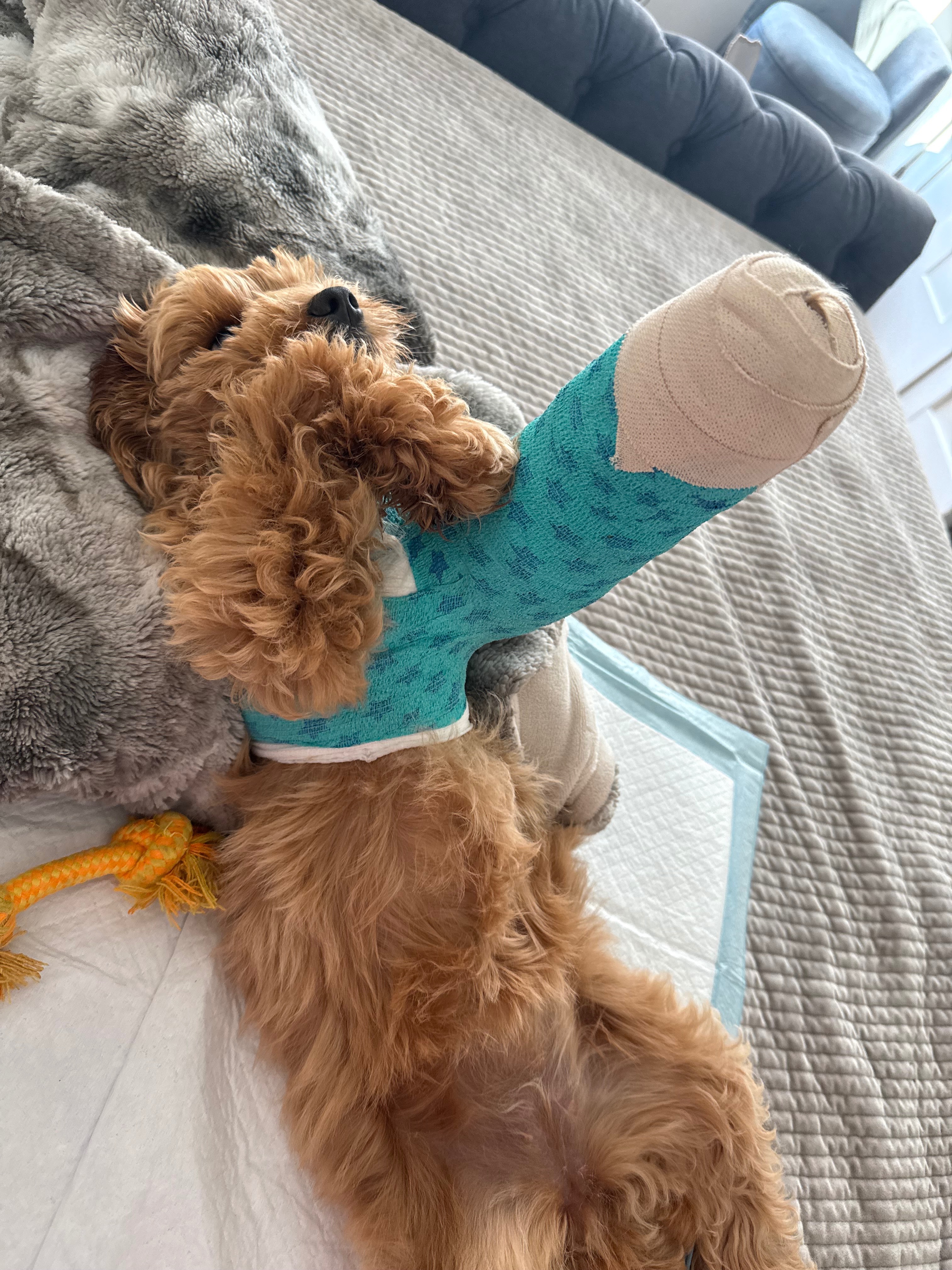 Help Bella Heal: Urgent Surgery Needed campaign photo, 5 of 6