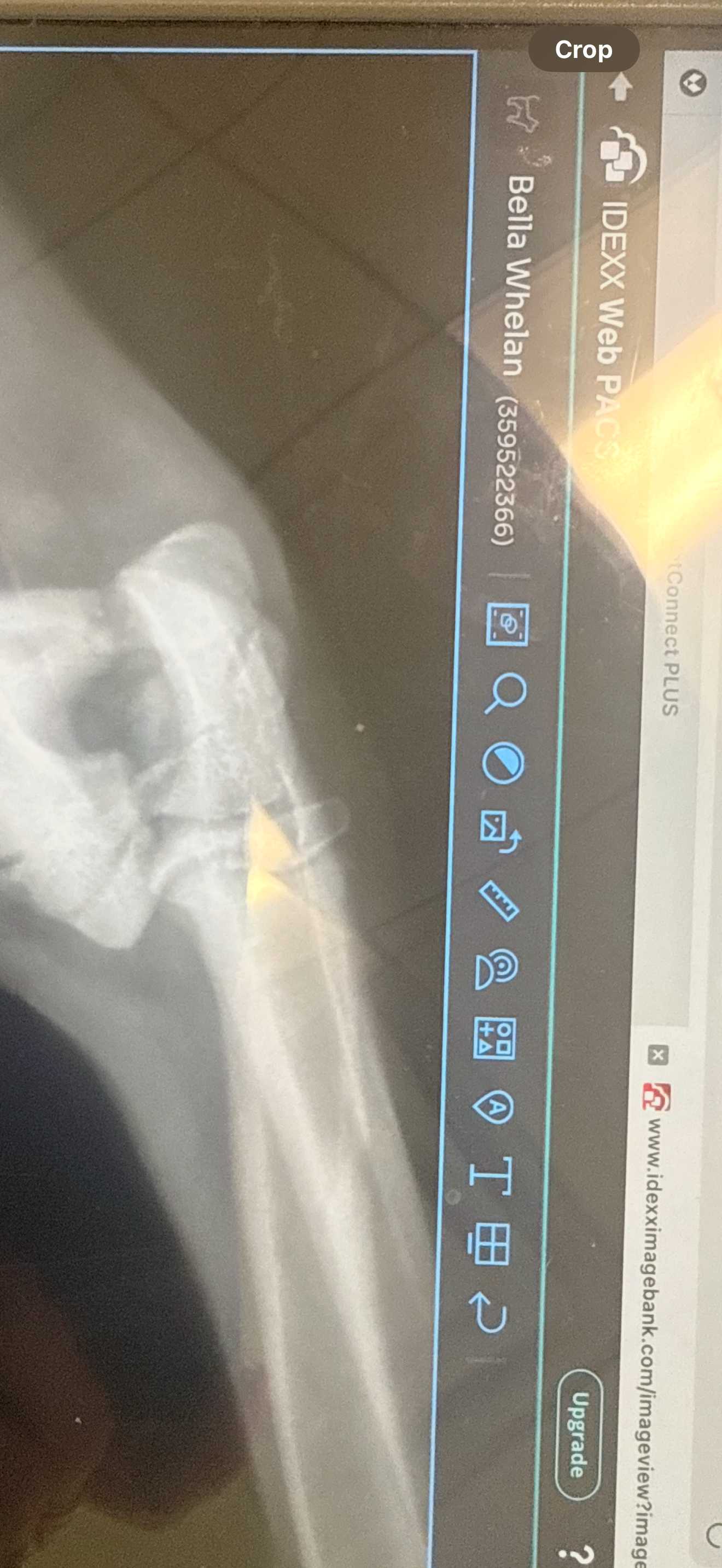 Help Bella Heal: Urgent Surgery Needed campaign photo, 2 of 6